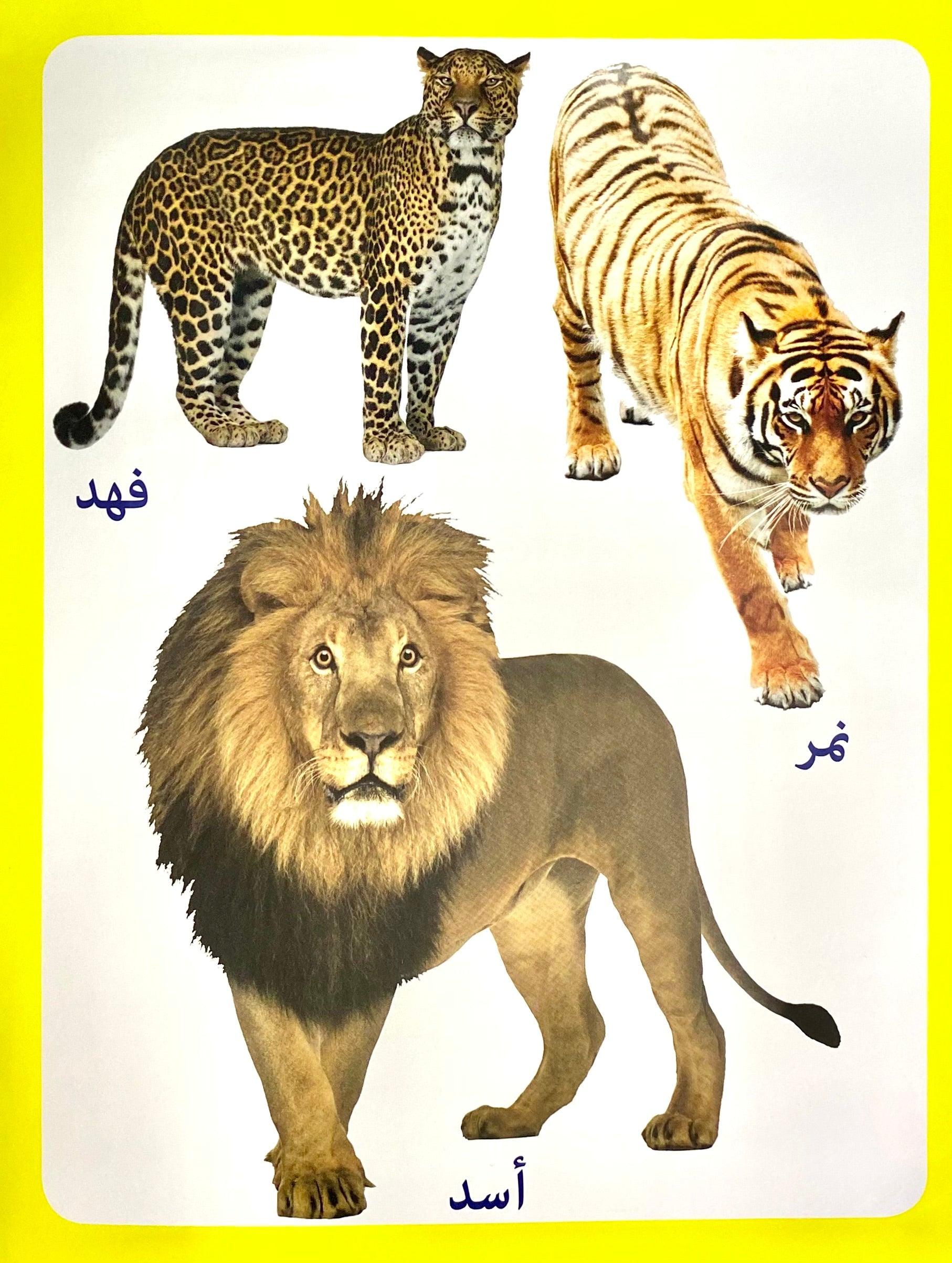 Arabic - Write and Wipe - Animals - Spectrawide Bookstore