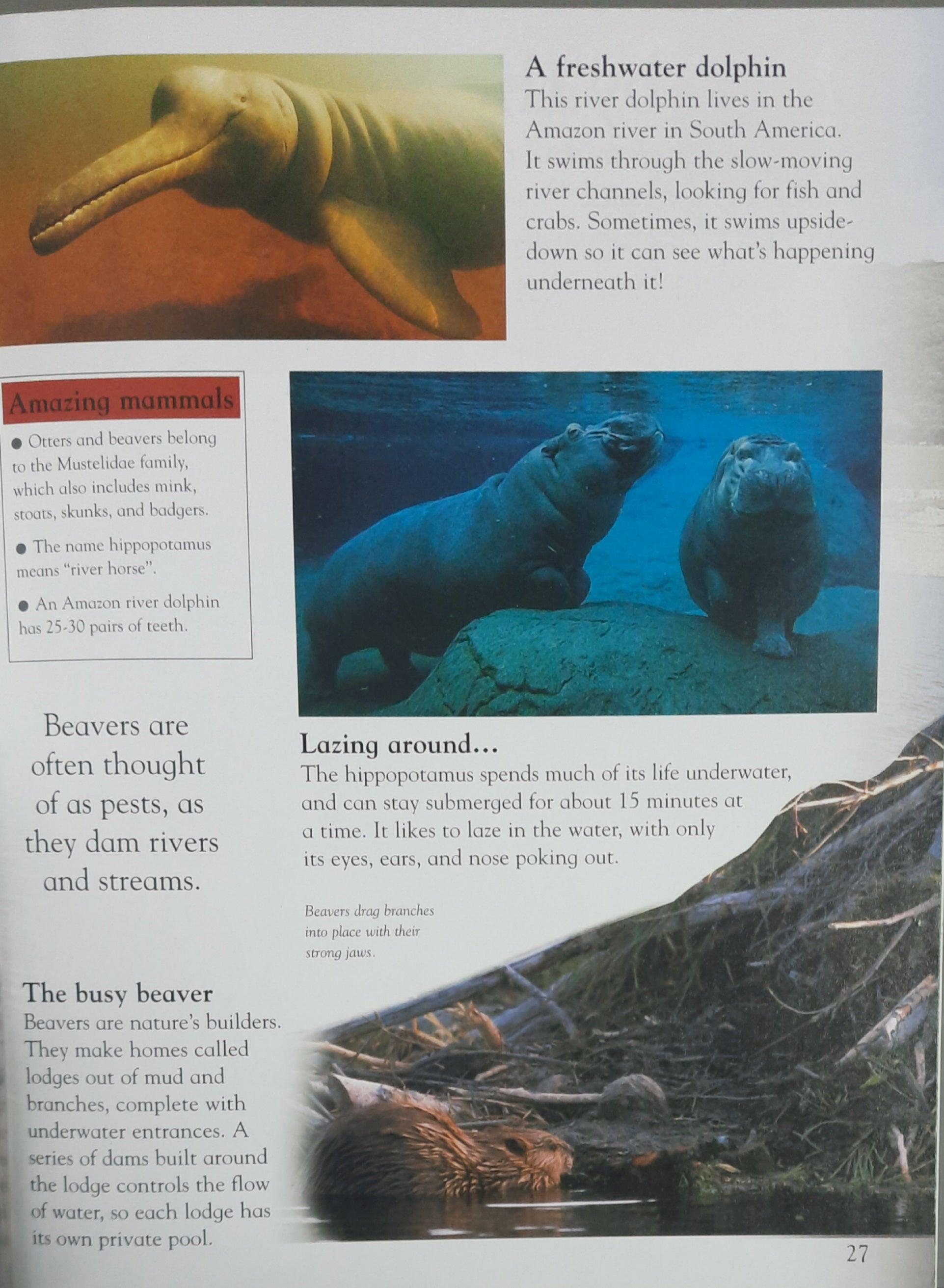 Everything I Need To Know For School KS1 - Mammals - Level 1 Age 5-7 - Spectrawide Bookstore