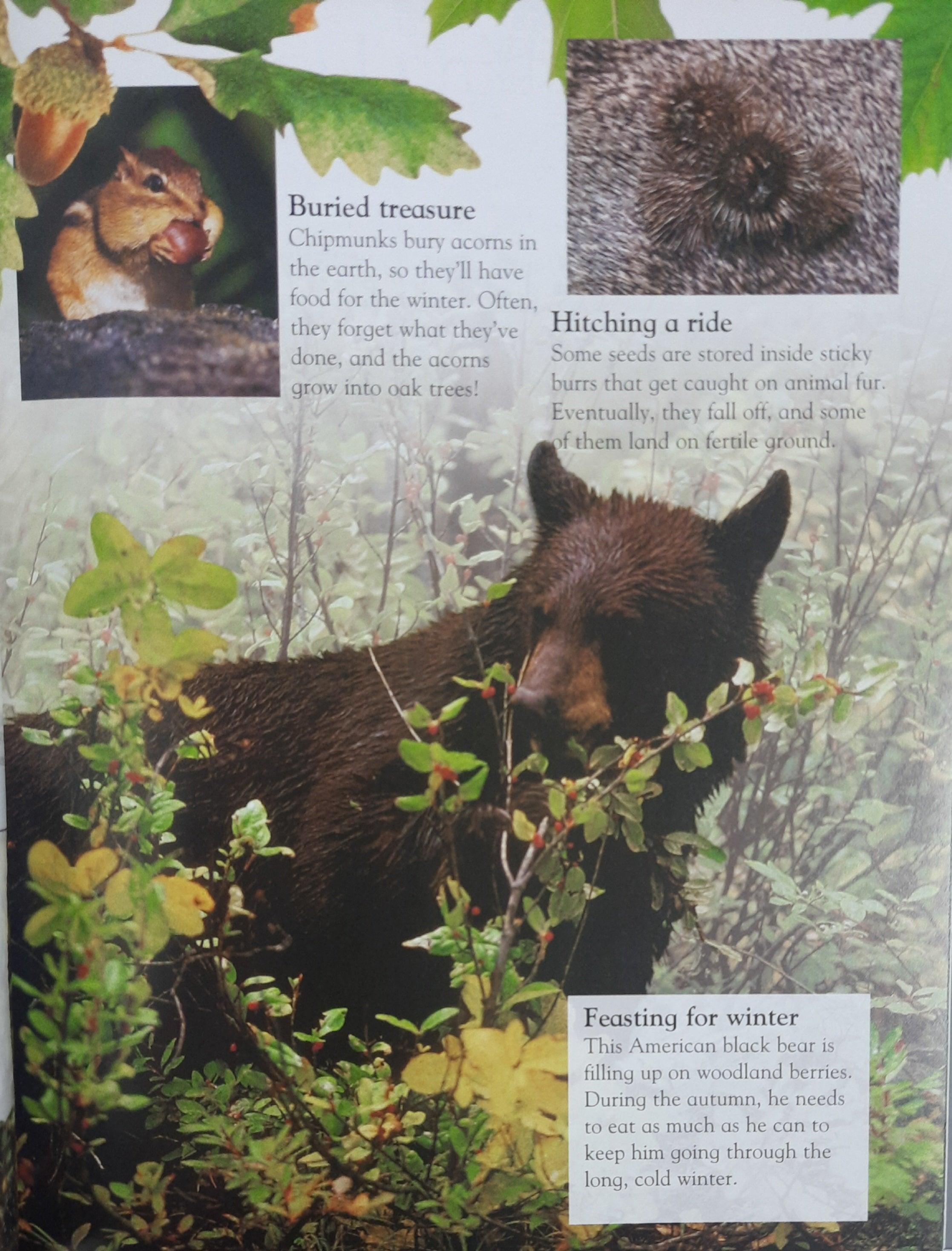 Everything I Need To Know For School KS1 - Forest - Level1 - Spectrawide Bookstore
