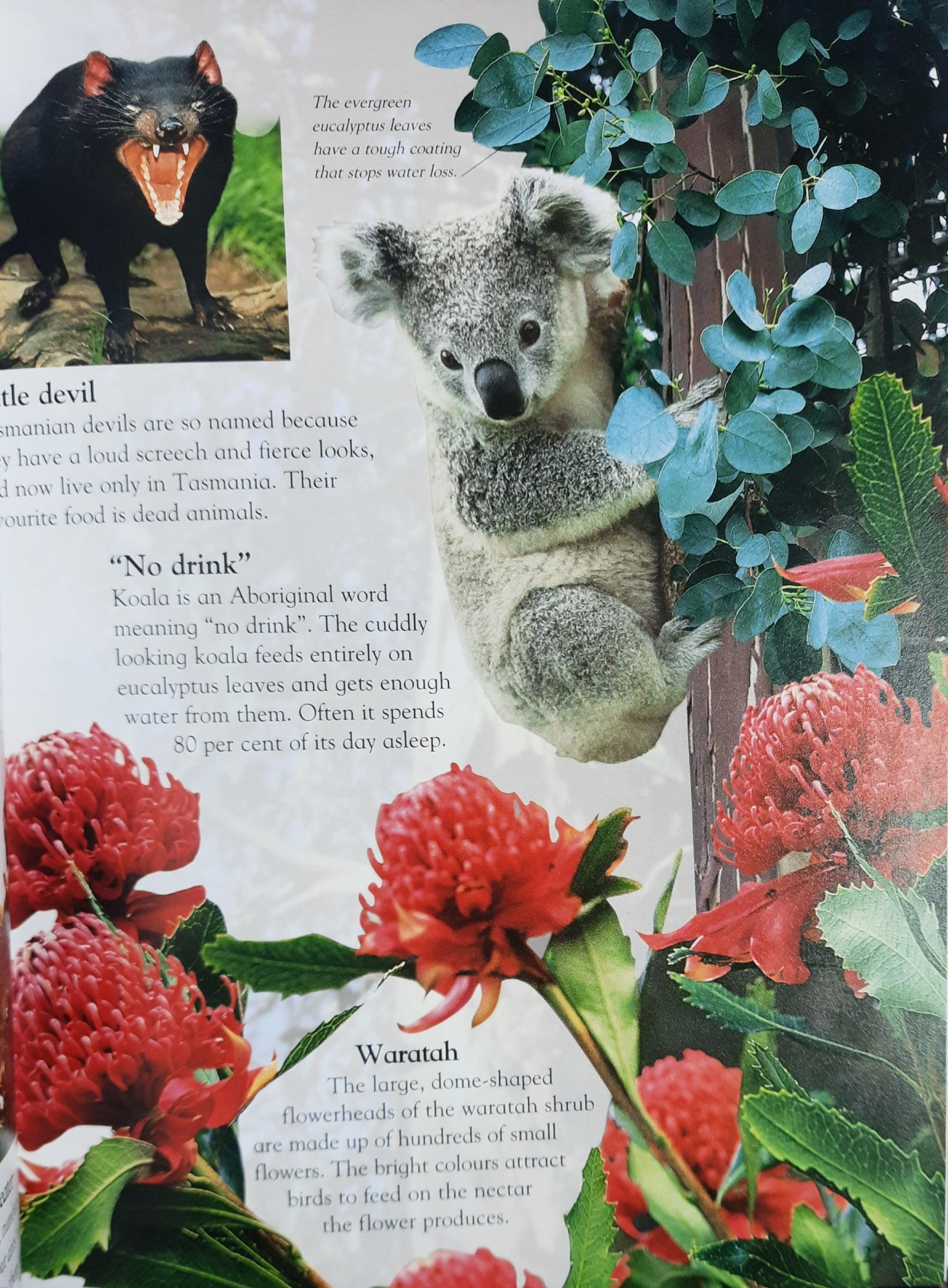 Everything I Need To Know For School KS1 - Forest - Level1 - Spectrawide Bookstore