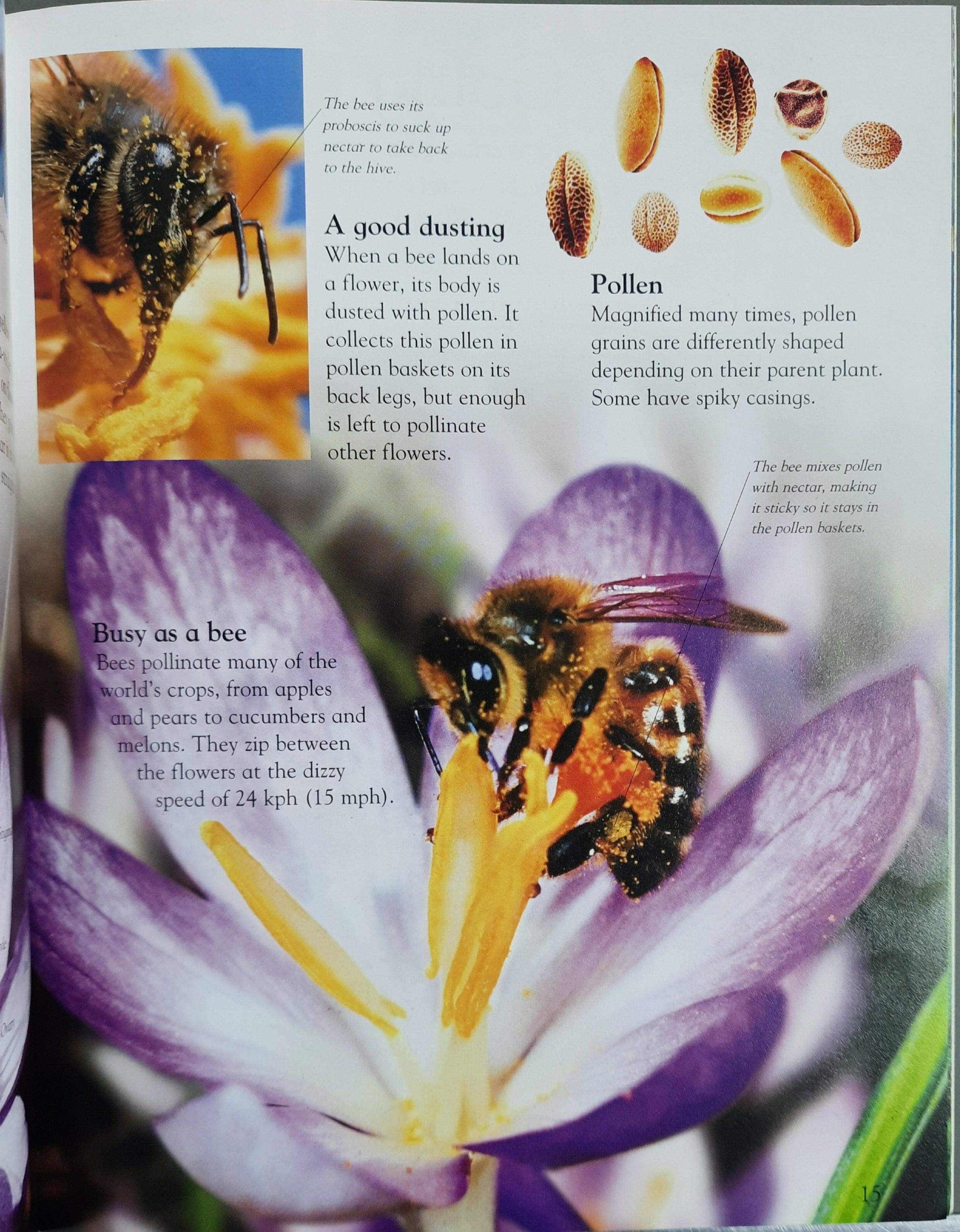 Everything I Need To Know For School KS1 - Plants - Level1 - Spectrawide Bookstore