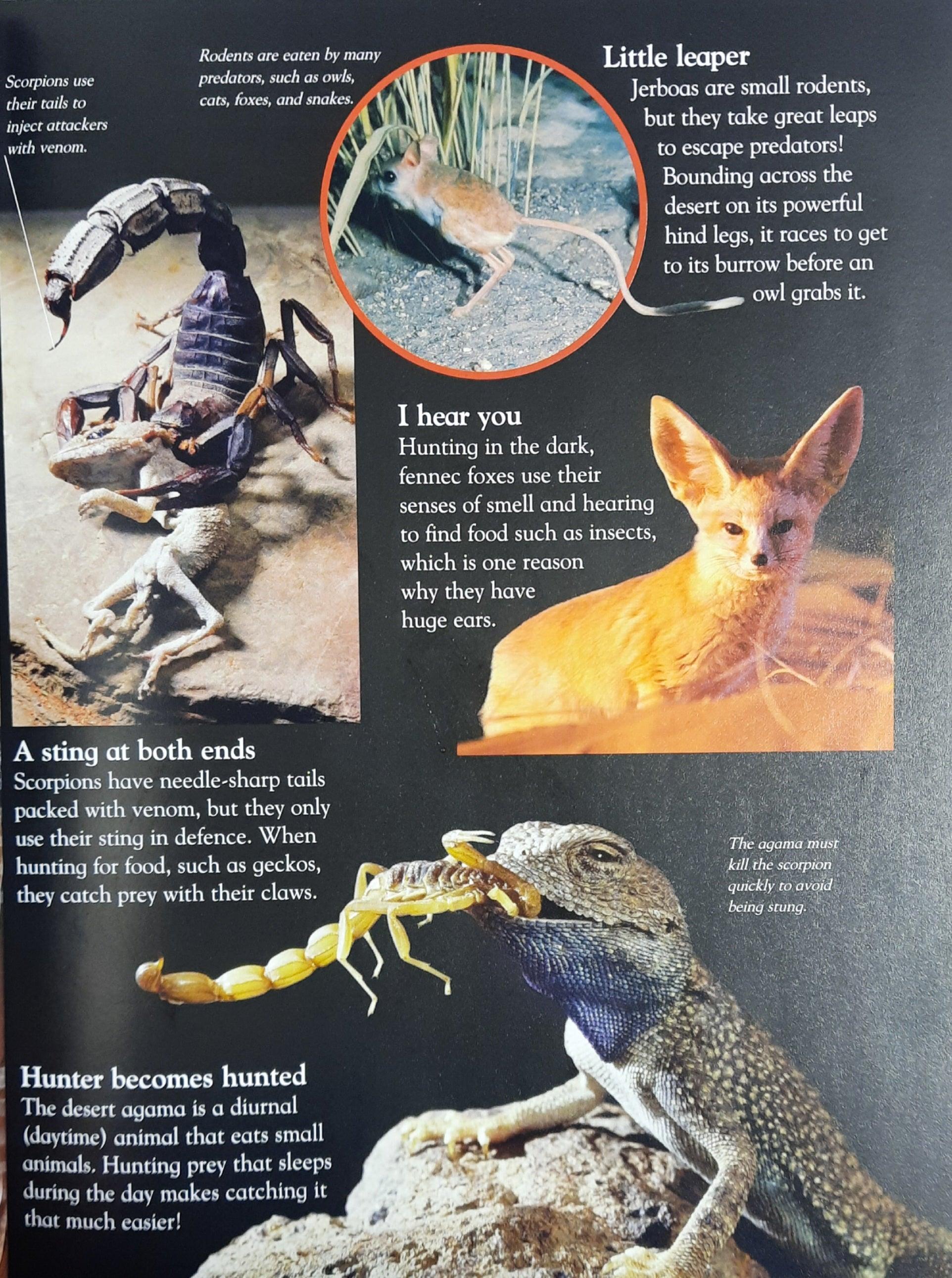 Everything I Need To Know For School KS1 - Desert - Level1 - Age 5-7 - Spectrawide Bookstore