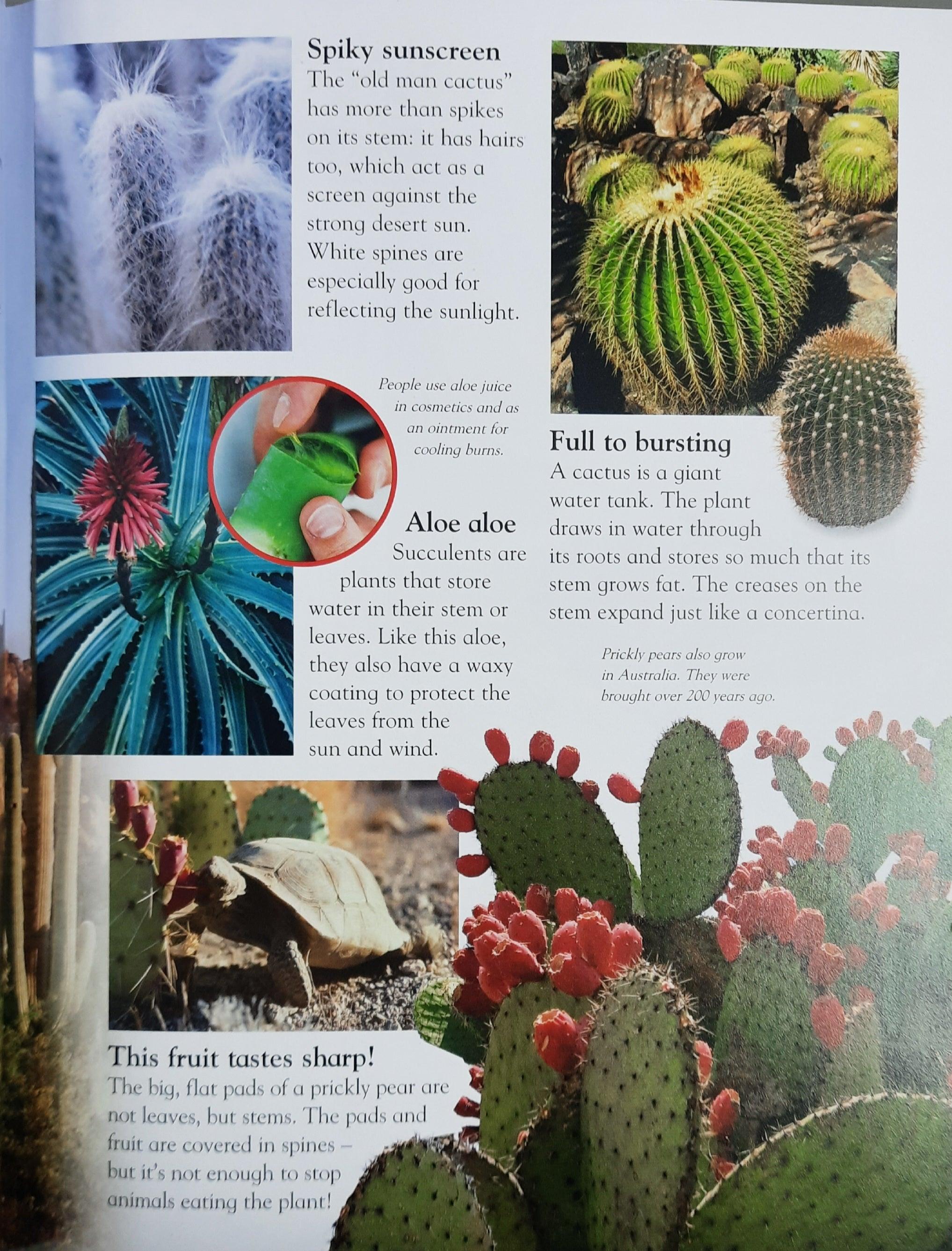 Everything I Need To Know For School KS1 - Desert - Level1 - Age 5-7 - Spectrawide Bookstore