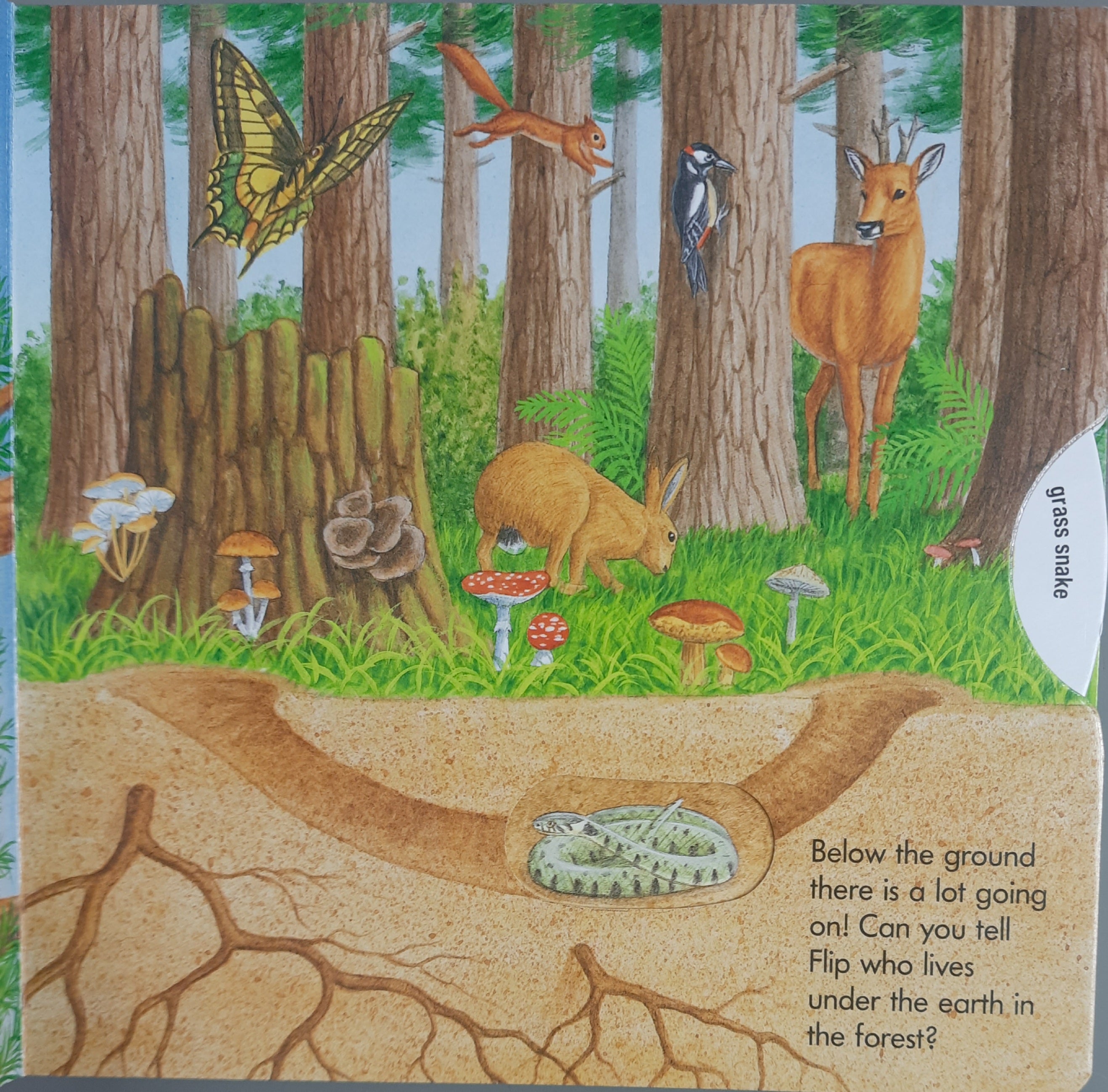 Turn And Learn - Out In Nature - استدر وتعلم - في الطبيعة