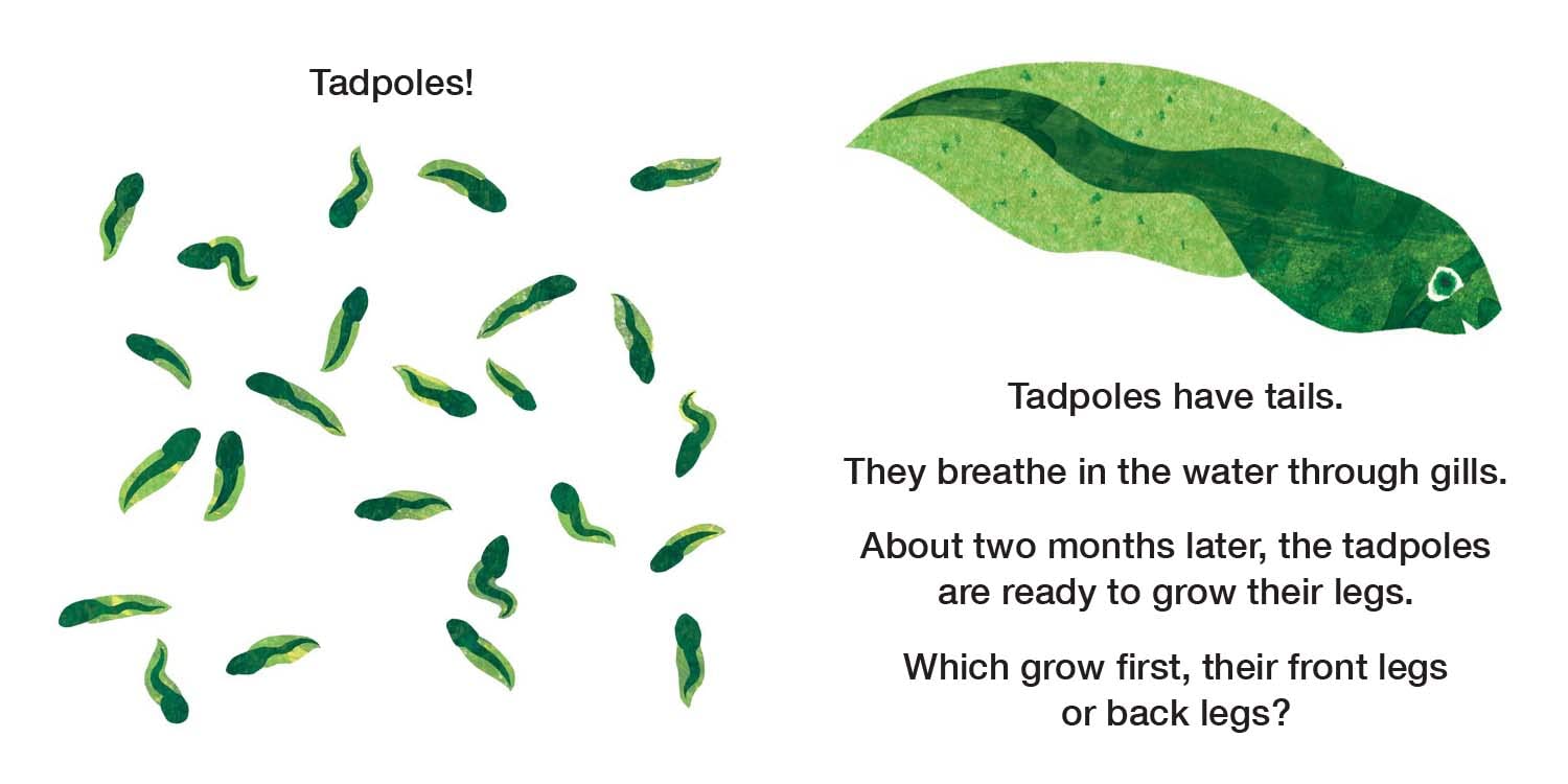 Eric Carle: How Does A Tadpole Grow? - Life Cycles with The Very Hungry Caterpillar - Board Book - إريك كارل: كيف ينمو الشرغوف؟ - دورات الحياة مع اليرقة الجائعة جدًا - كتاب مقوى
