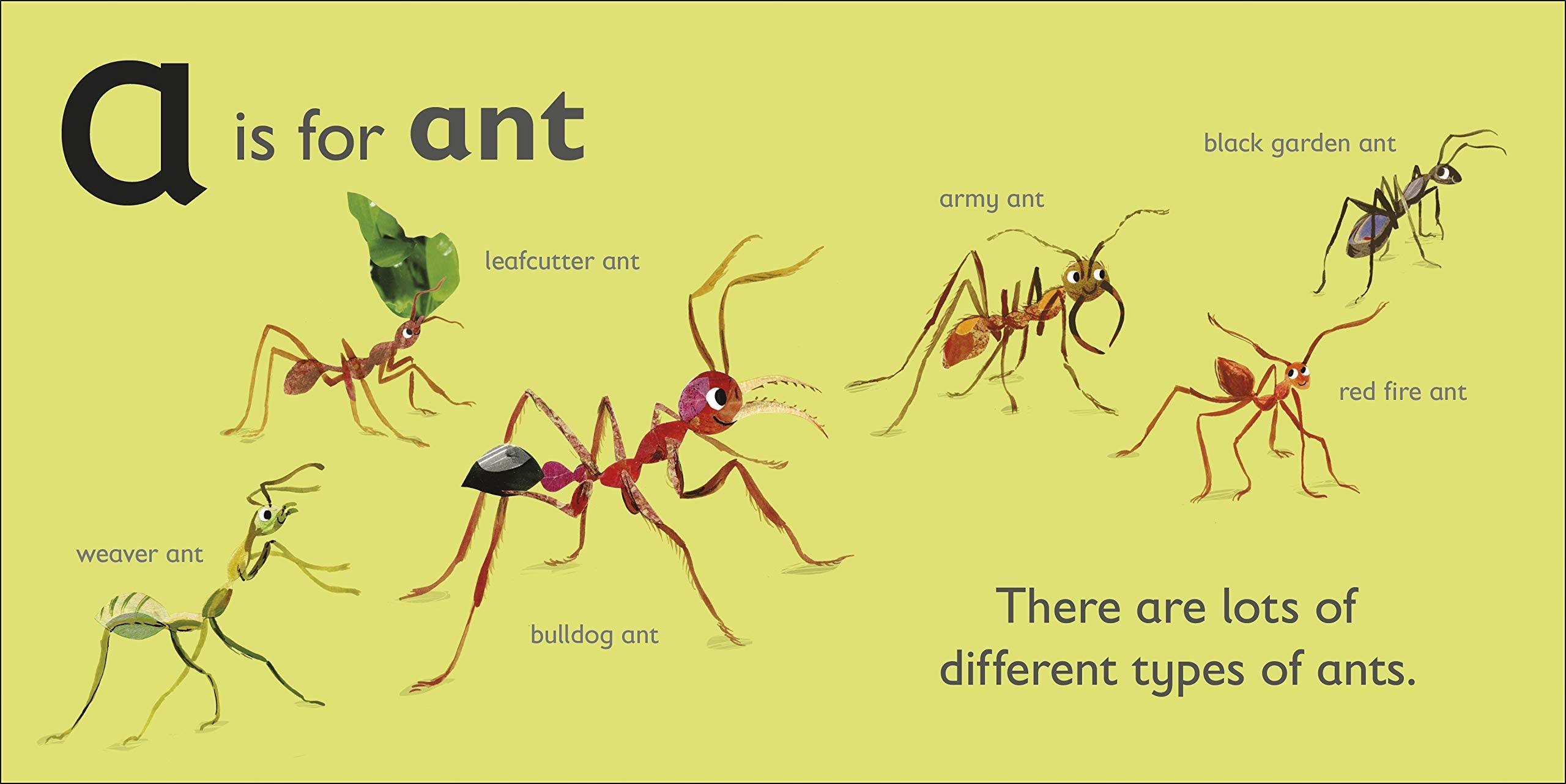 DK Alphabet Book A is for Ant Board Book - Main Image