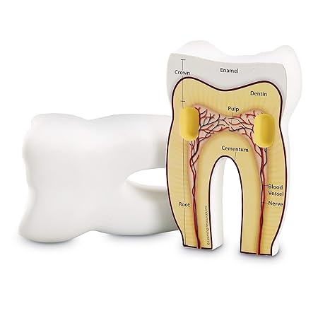 Learning Resources Cross-Section Tooth Model - نموذج أسنان مقطعي من Learning Resources