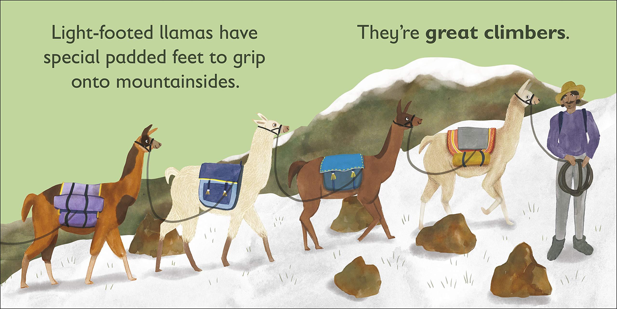DK Alphabet Book - L is for Llama- Board Book - Spectrawide Bookstore
