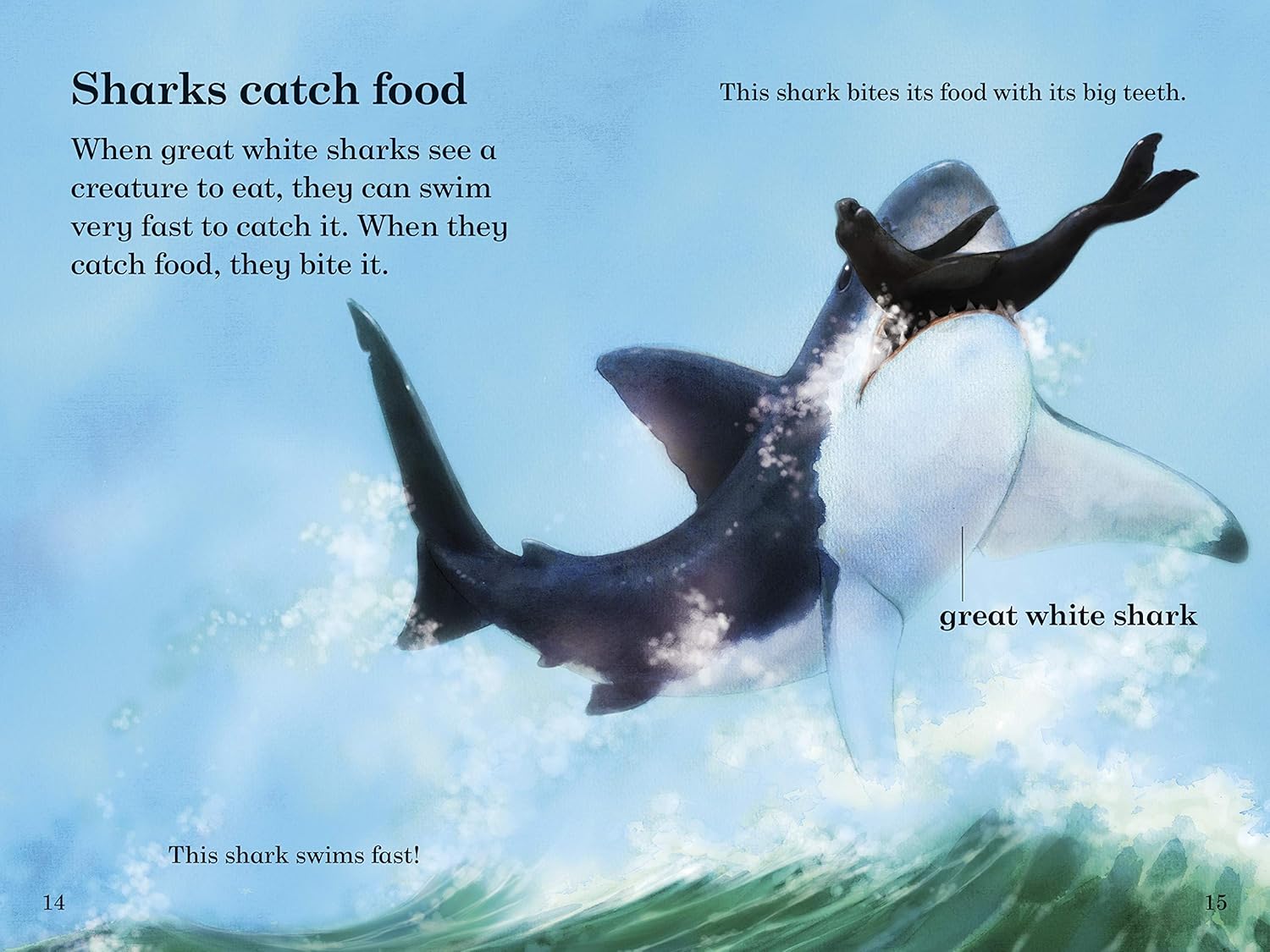 Read it Yourself with Ladybird Level 3 - Sharks - اقرأها بنفسك مع الدعسوقة المستوى 3 - أسماك القرش