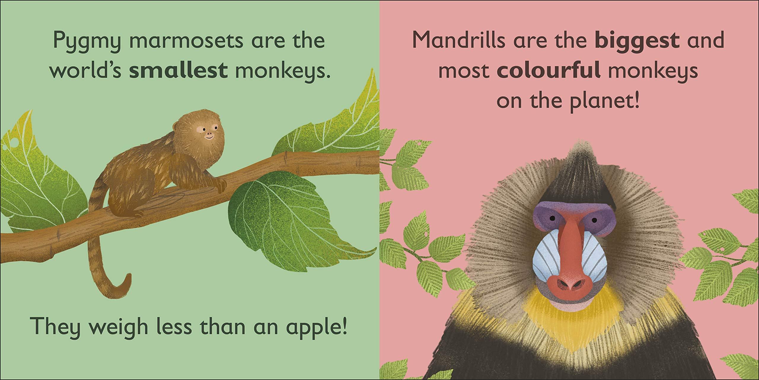 DK Alphabet Book - M is for Monkey - Board Book - Spectrawide Bookstore