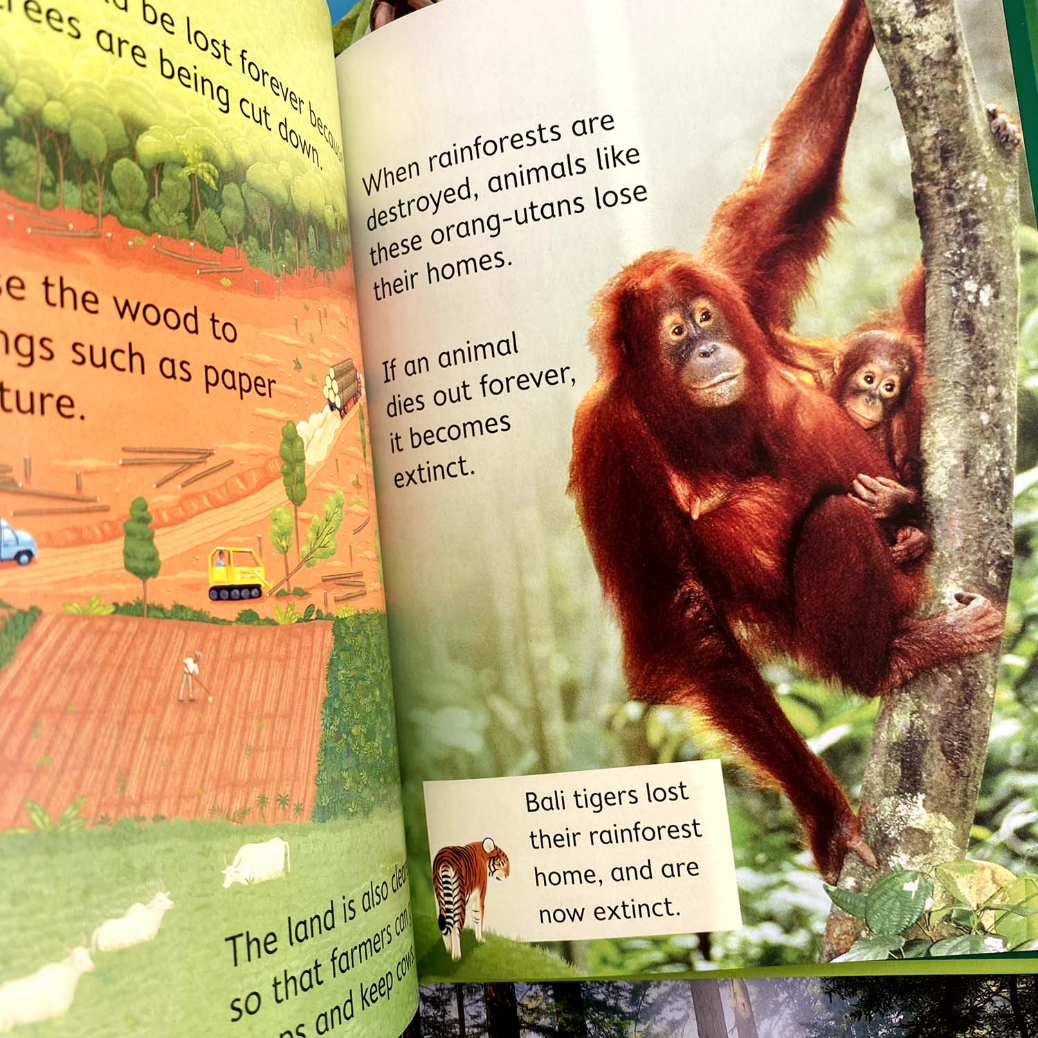 Usborne - Rainforests - أوسبورن - الغابات المطيرة