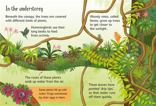 Usborne - Rainforests - أوسبورن - الغابات المطيرة