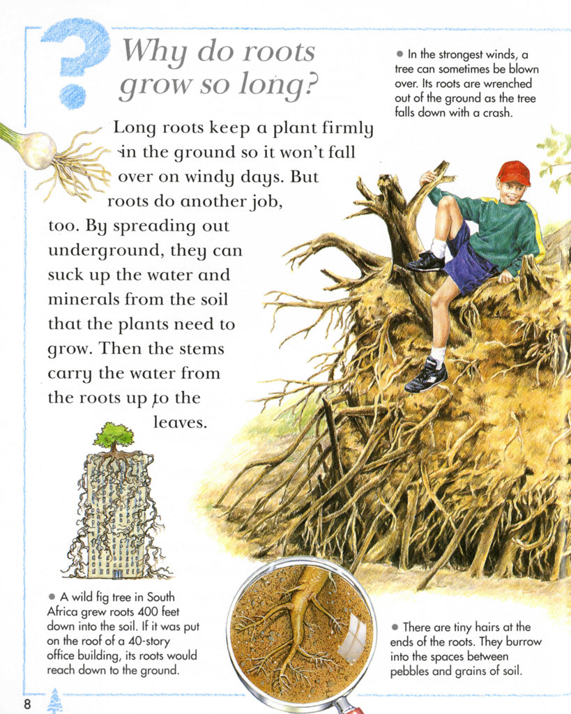 I Wonder Why Leaves Change Colour