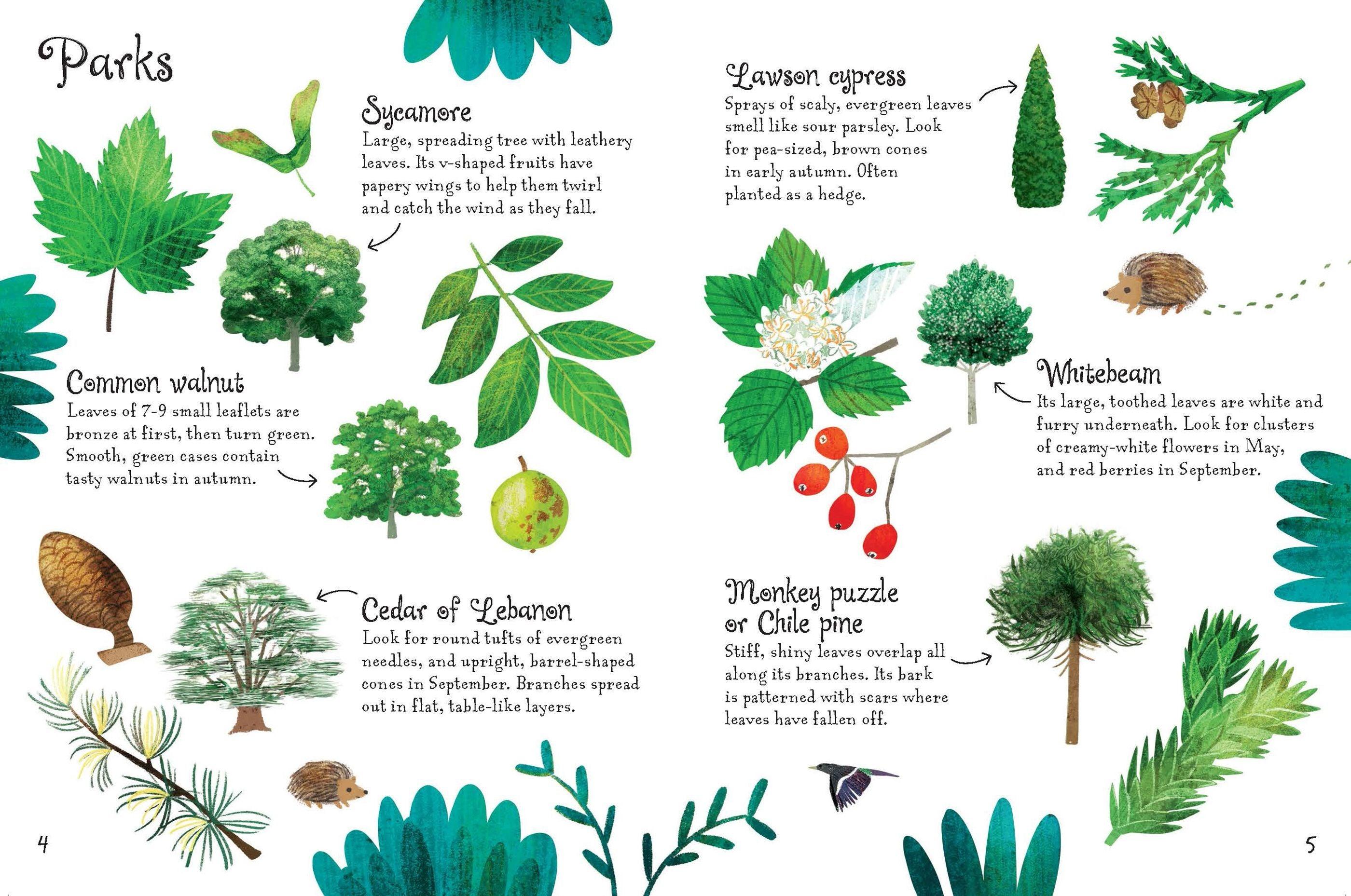 Usborne Minis - Trees to Spot - Spectrawide Bookstore