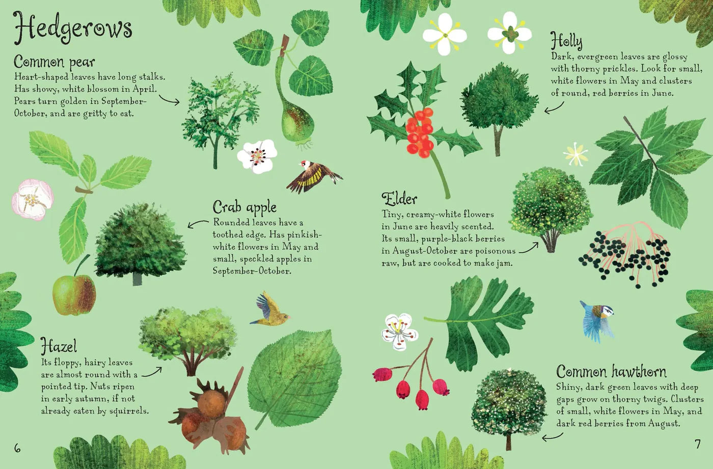 Usborne Minis - Trees to Spot - Spectrawide Bookstore