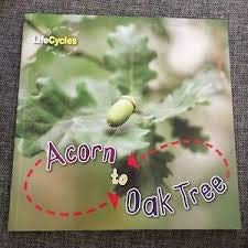 Lifecycles - Acorn to Oak Tree