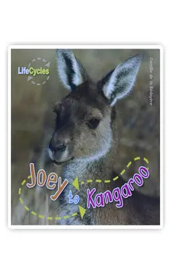 Joey to Kangaroo - جوي إلى الكنغر