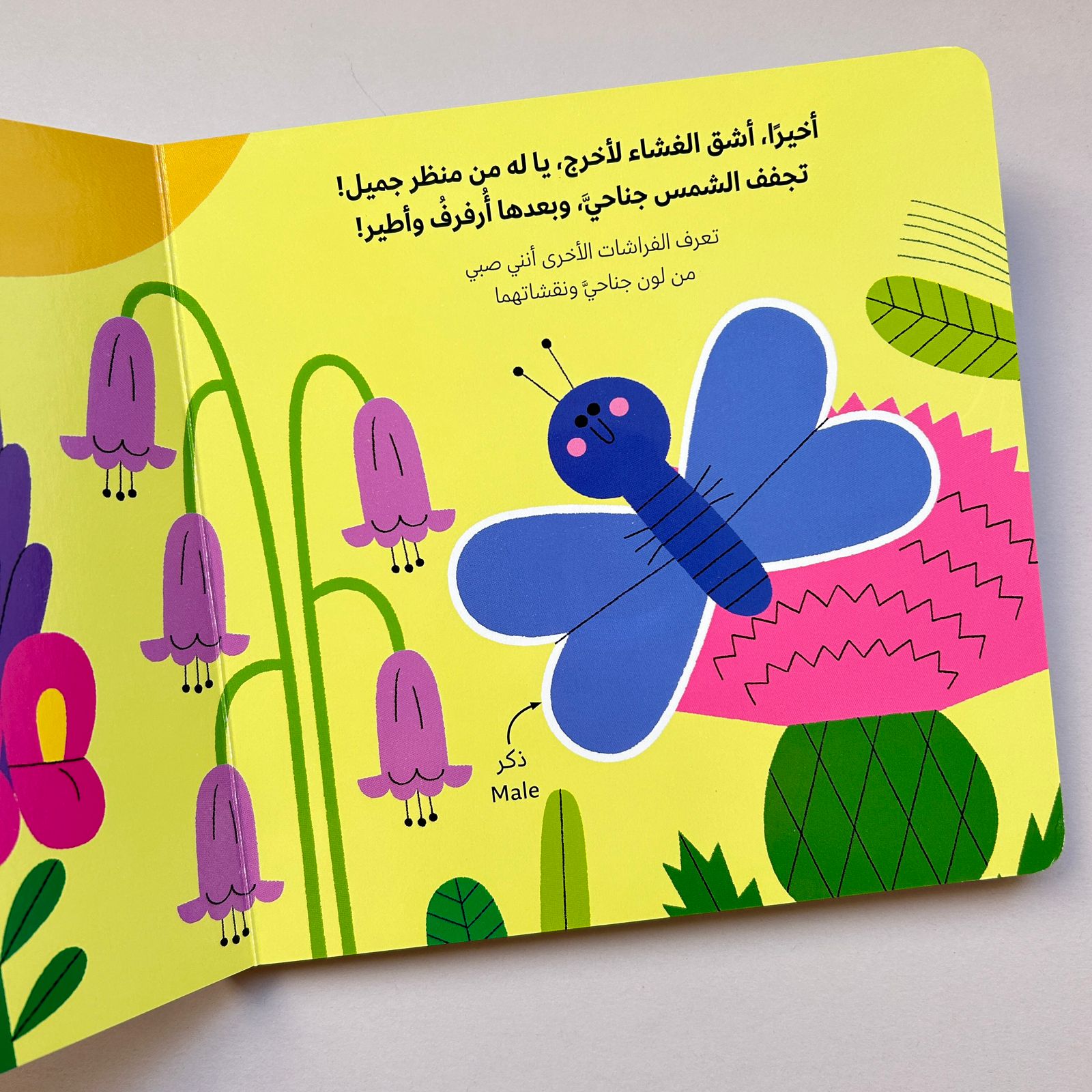 عالم أخضر صغير: الفراشة - Little Green World: Butterfly