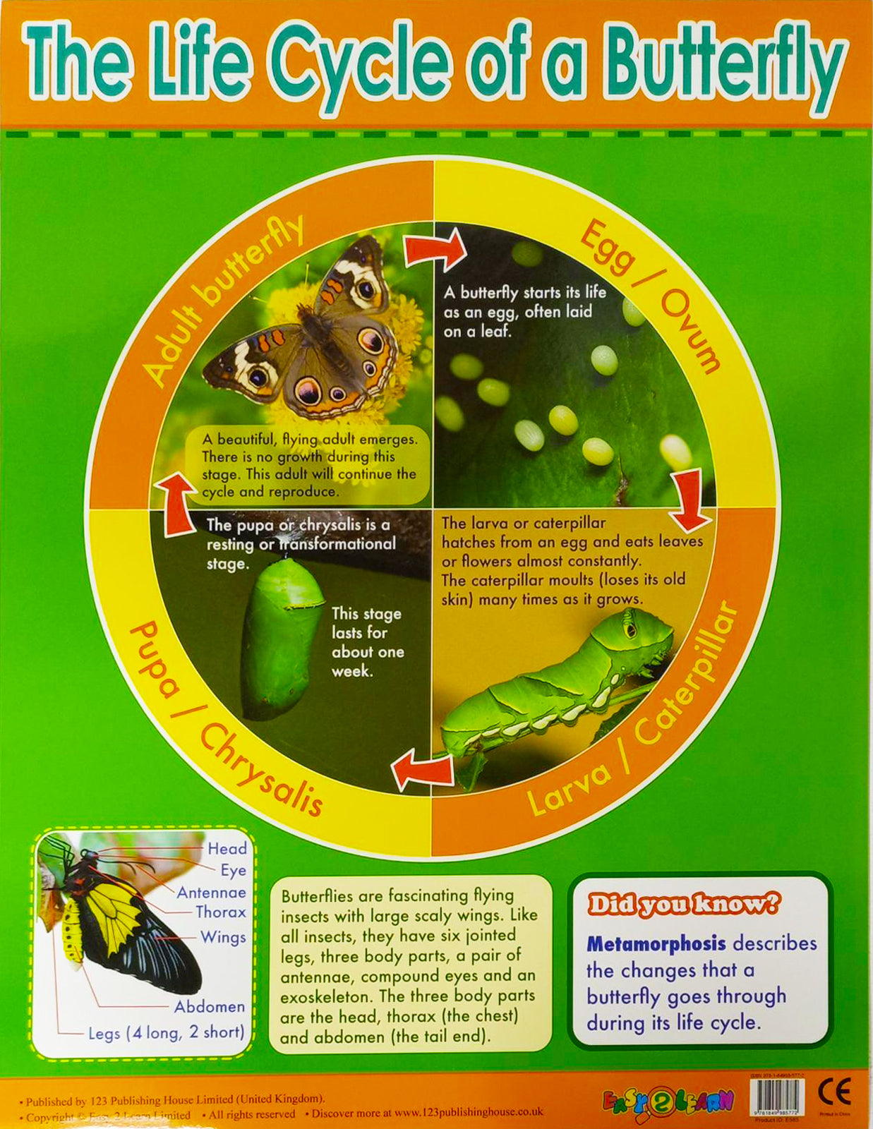 Charts - The Life Cycle of a Butterfly Chart - الرسوم البيانية - دورة حياة مخطط الفراشة