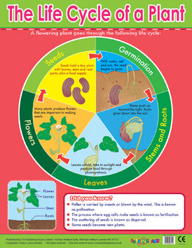 Charts - The Life Cycle of a Plant Chart