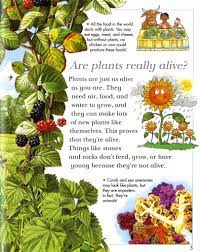 I Wonder Why Leaves Change Colour