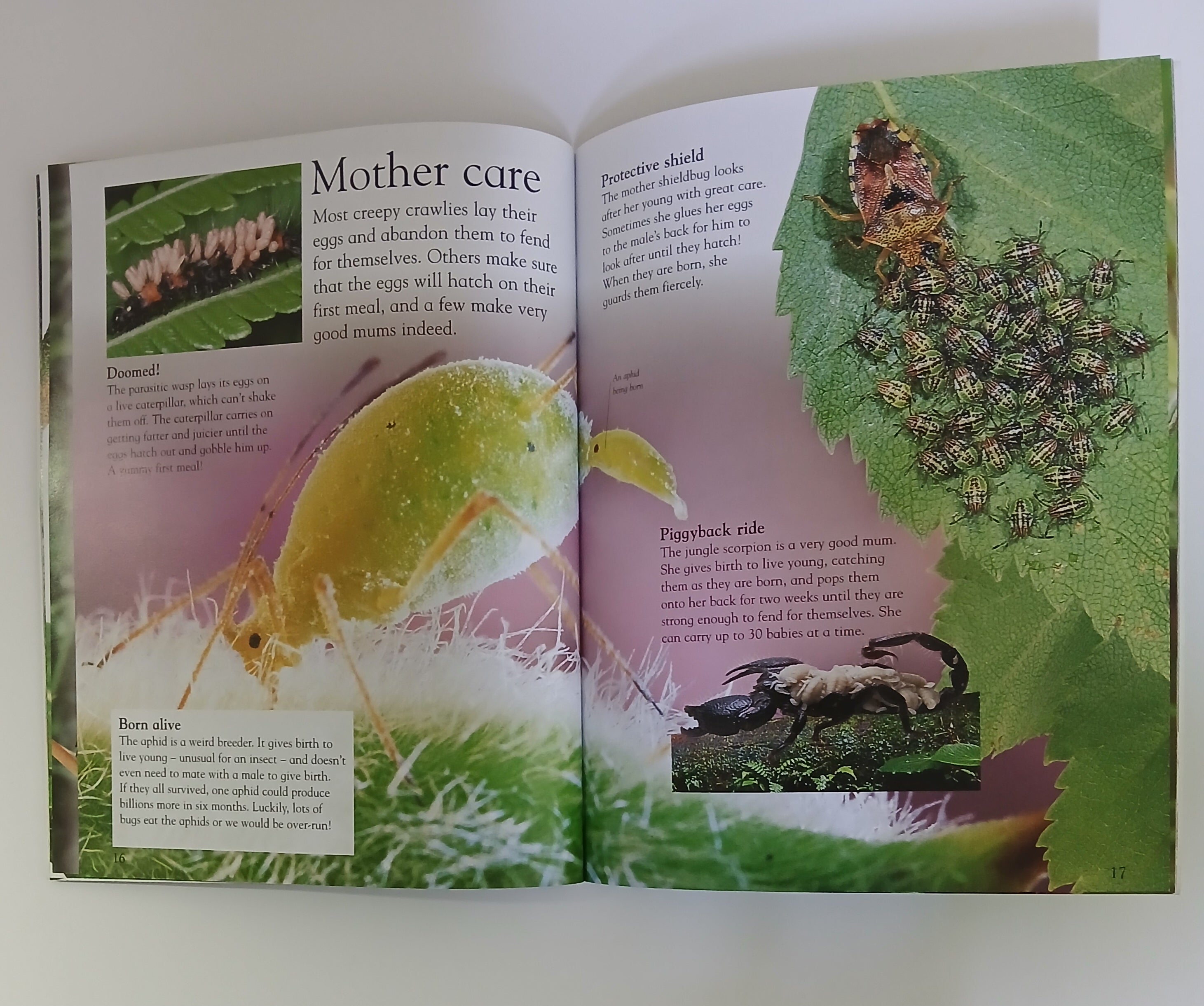 Everything I Need To Know For School KS1 - Bugs- Level 1  Age 5-7