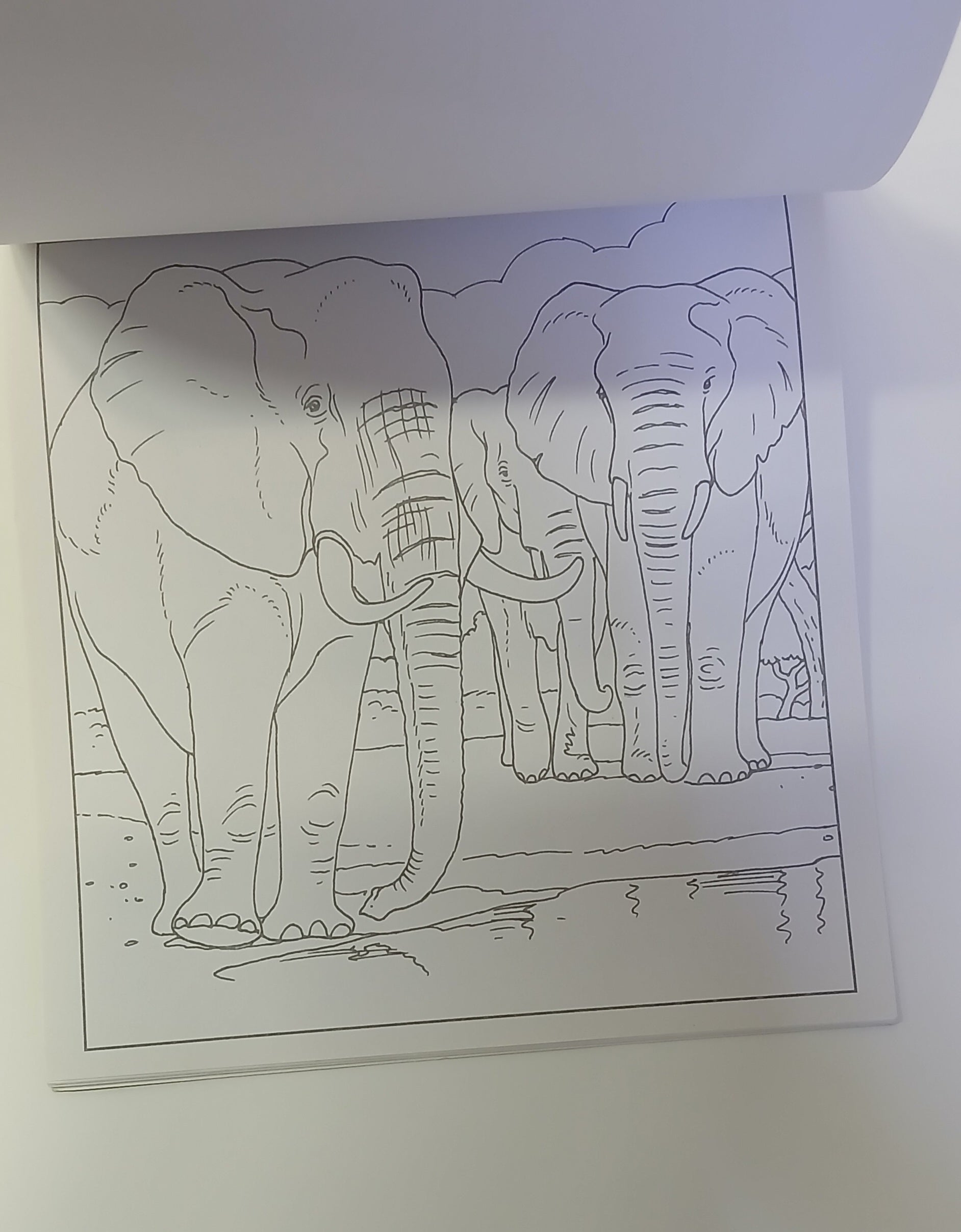 Wild Animals - Colour And Paint - ملصقات مدرسية - ملصقات وجوه مبتسمة