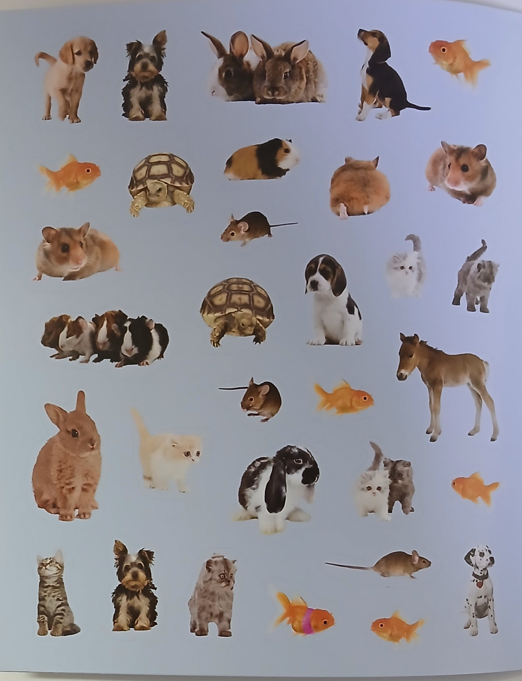 Baby Animals: Playful Pets - Sticker And  Activity Book