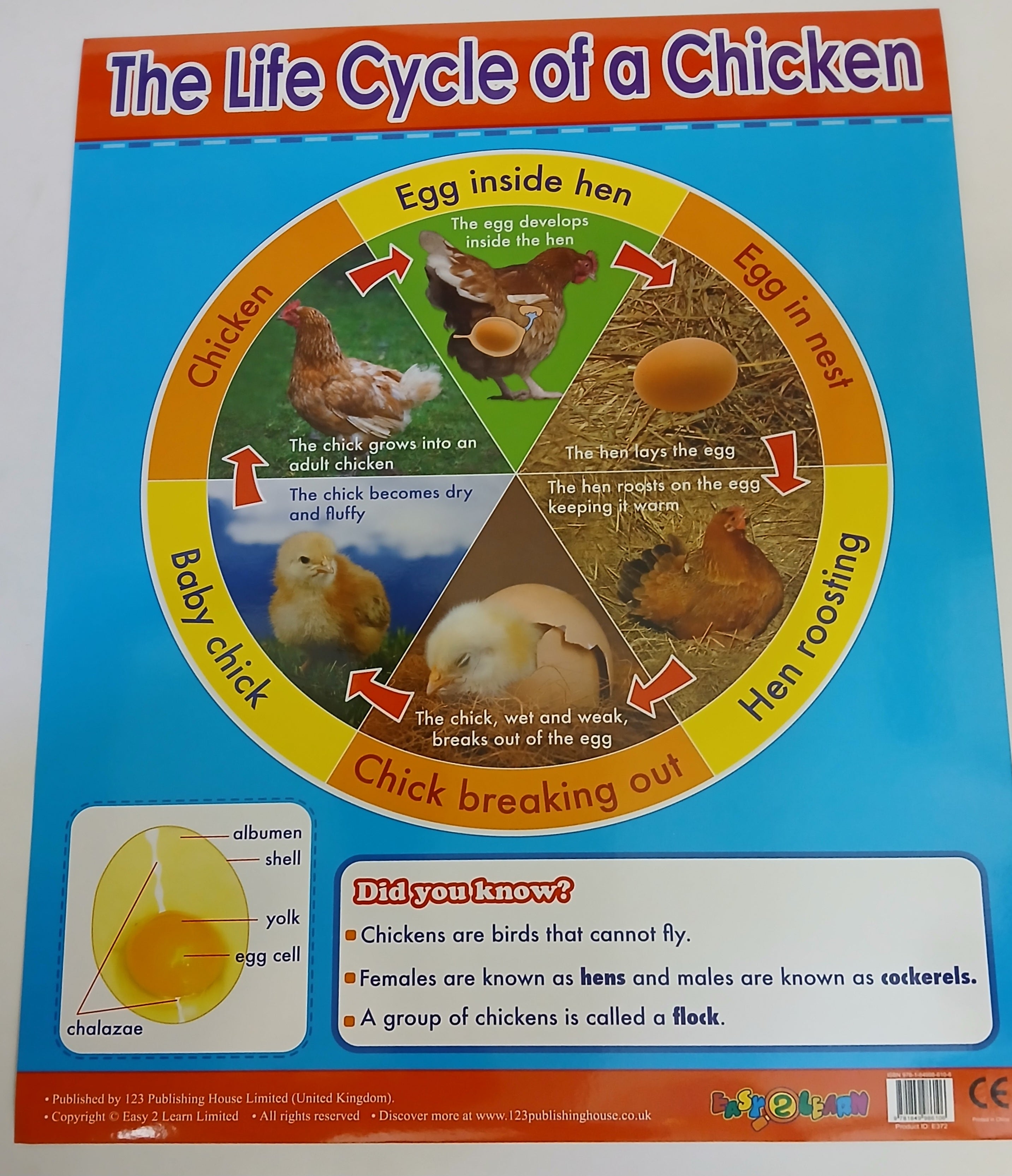 Charts - The Life Cycle of a Chicken Chart