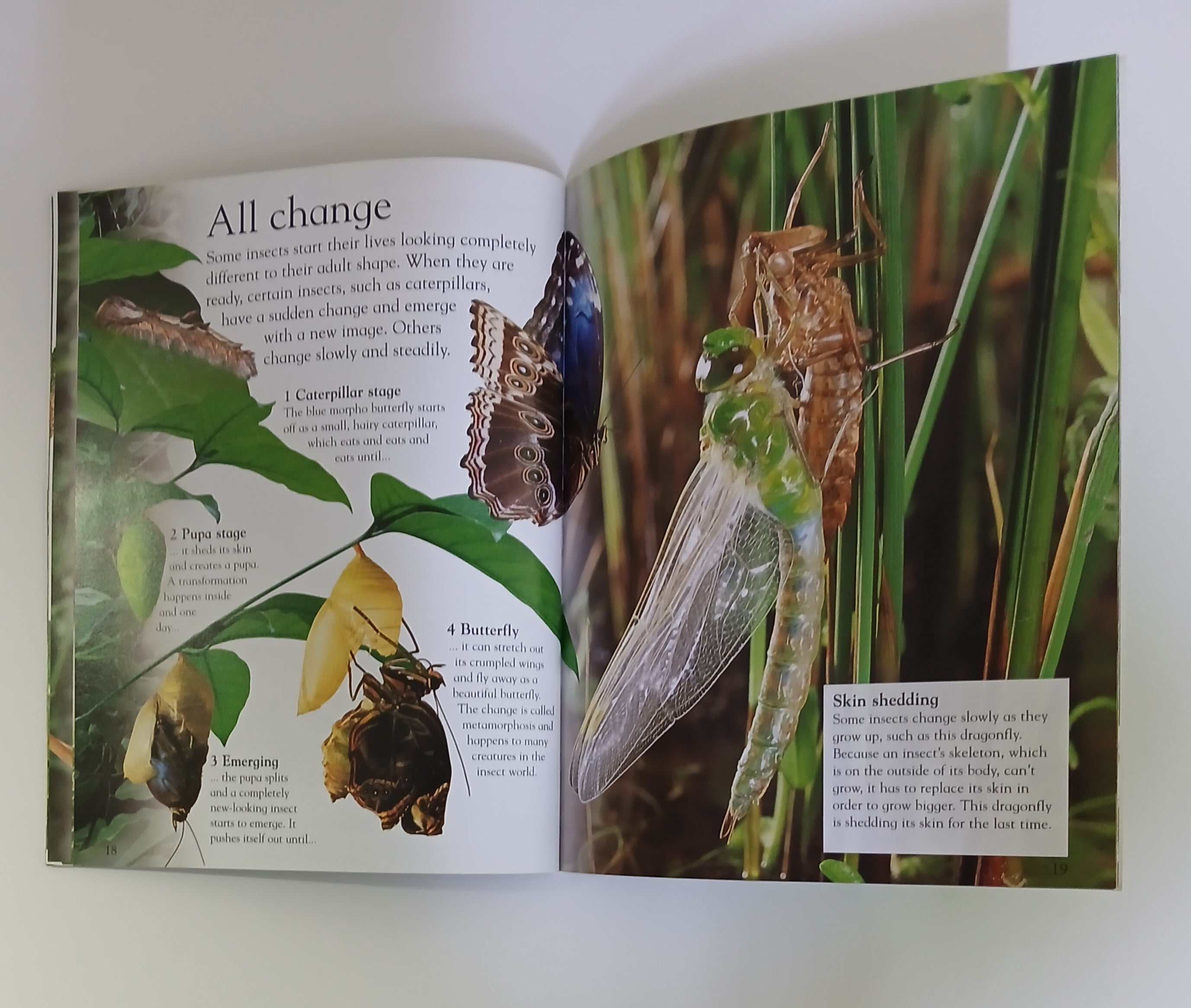 Everything I Need To Know For School KS1 - Bugs- Level 1  Age 5-7