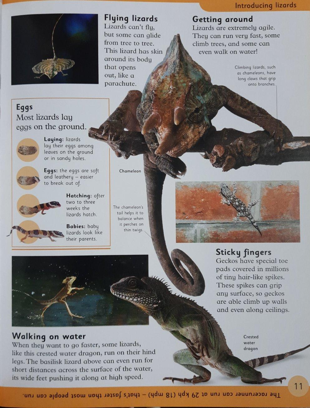 Everything I Need To Know For School KS2 - Reptiles And Amphibians - Level2 - Spectrawide Bookstore