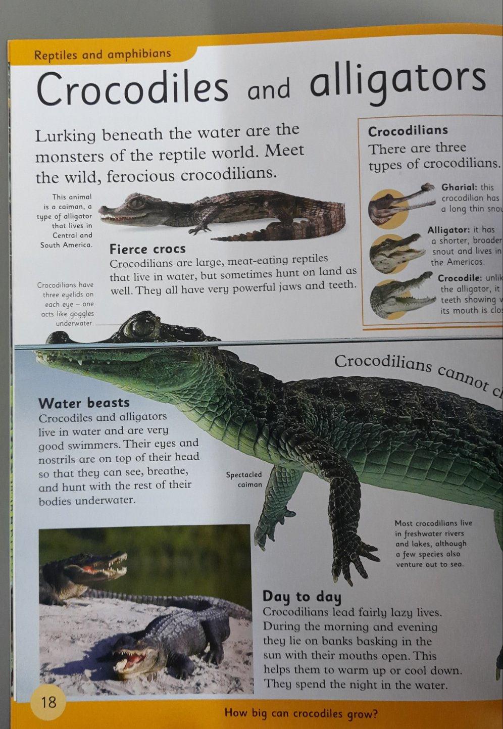 Everything I Need To Know For School KS2 - Reptiles And Amphibians - Level2 - Spectrawide Bookstore