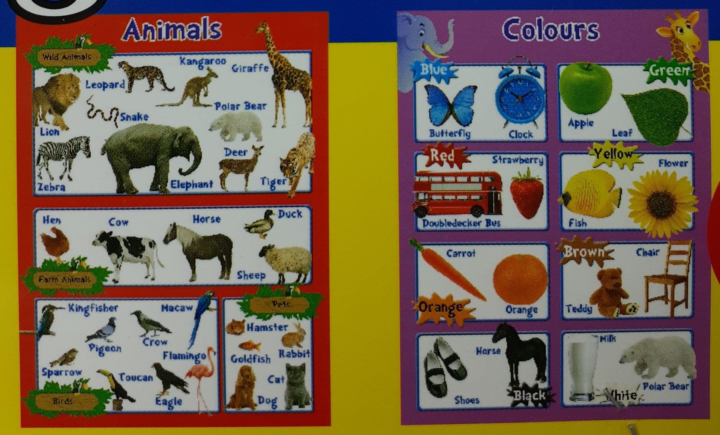 My First Early Learning Charts - 4 Charts Alphabet, Numbers, Colours and Animals - Spectrawide Bookstore