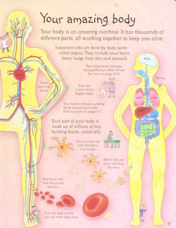 USBORNE - See Inside Your Body - Spectrawide Bookstore