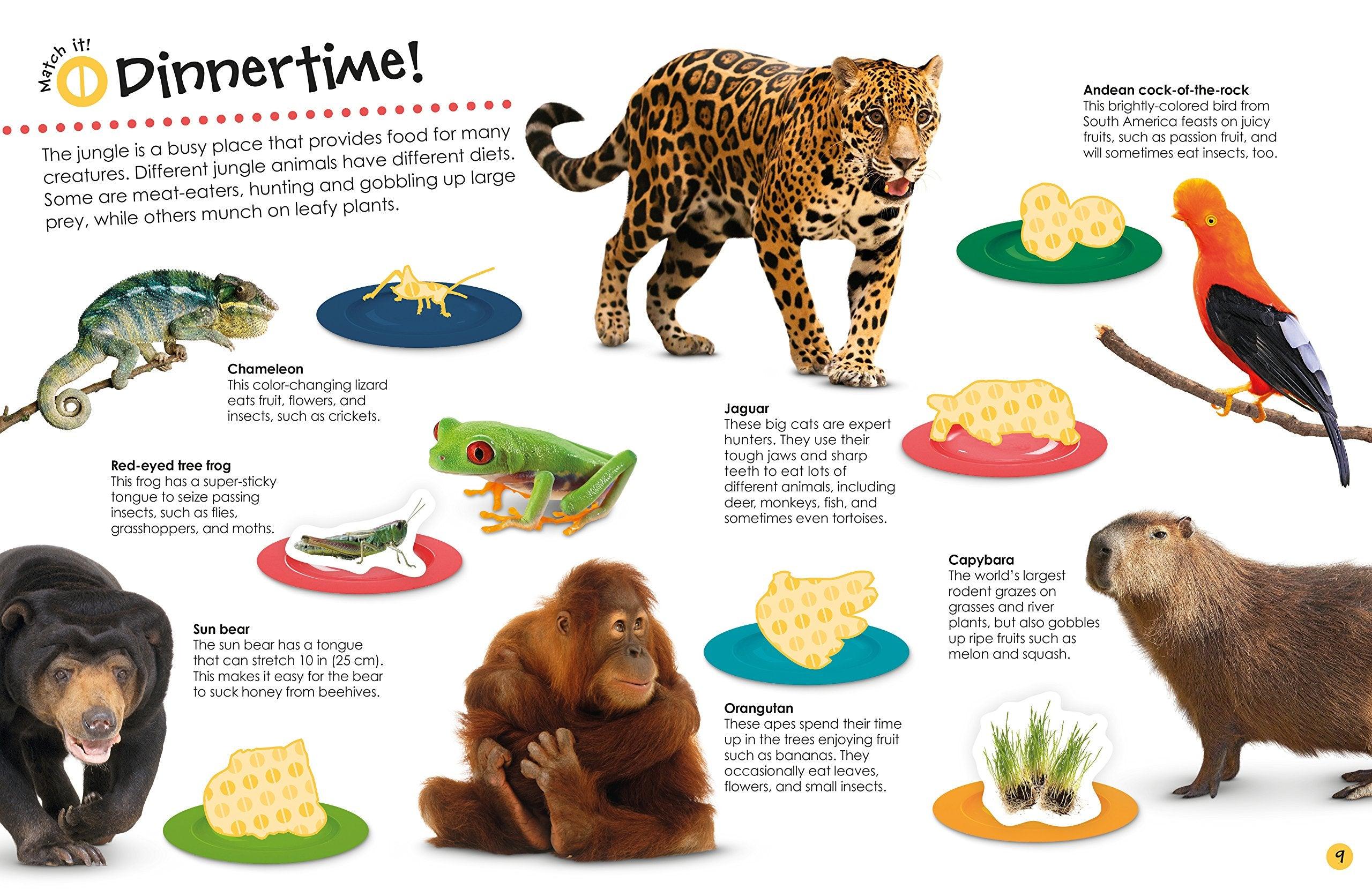 DK - Jungle Ultimate Sticker Book - More Than 250 Reusable Stickers - Spectrawide Bookstore