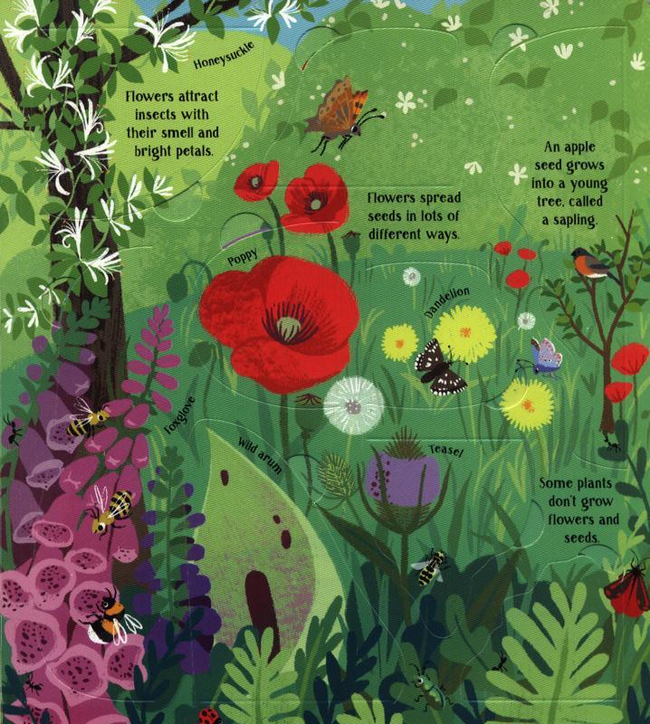 USBORNE - Look Inside - Nature - Spectrawide Bookstore