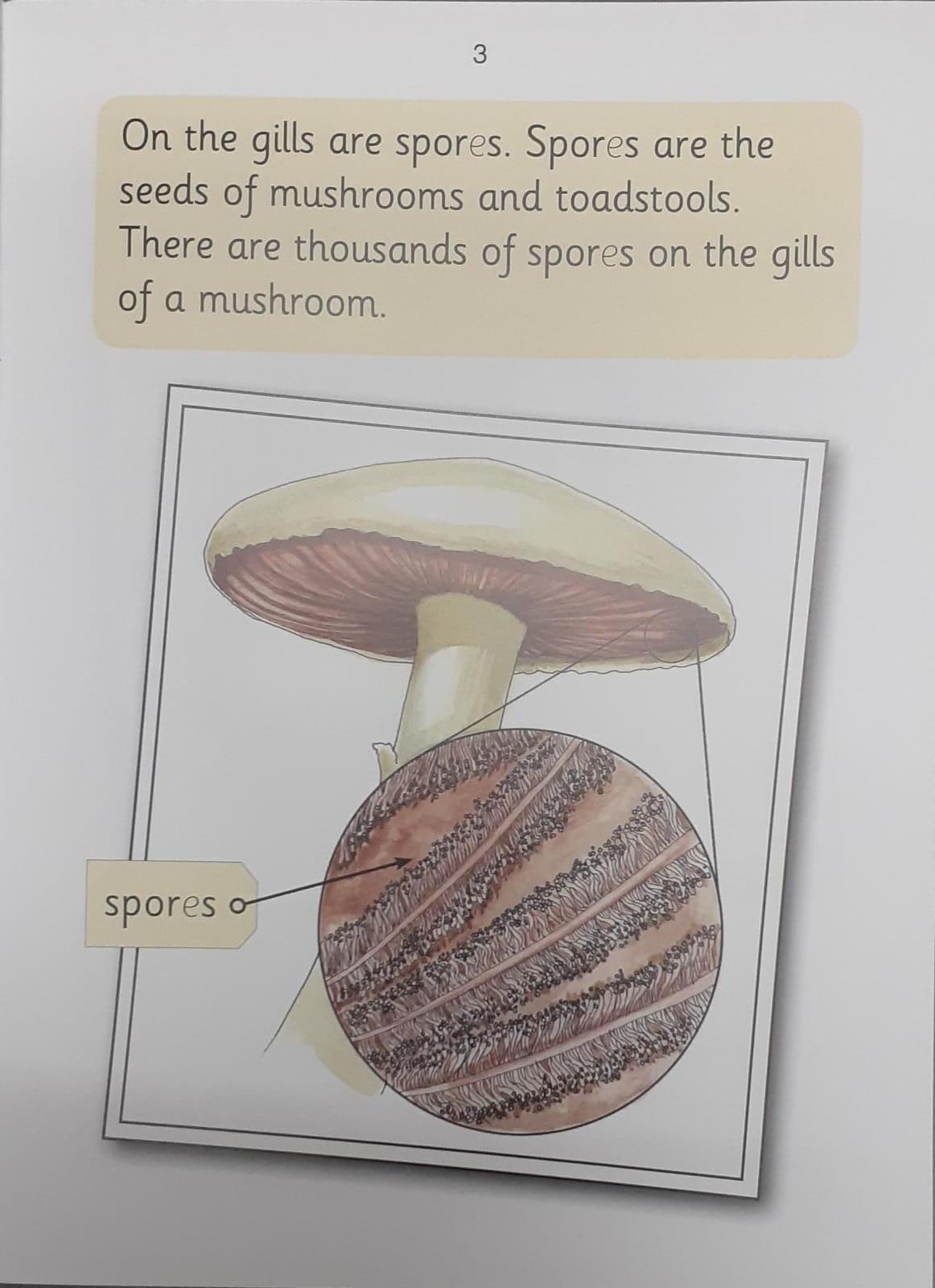 Jolly Phonics - Mushrooms (Nonfiction) - Spectrawide Bookstore