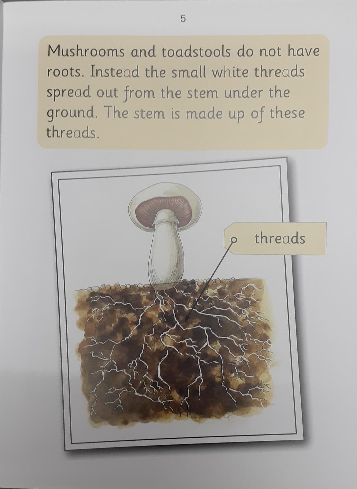 Jolly Phonics - Mushrooms (Nonfiction) - Spectrawide Bookstore