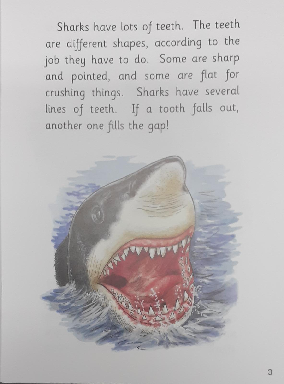 Jolly Phonics - Shark - Spectrawide Bookstore