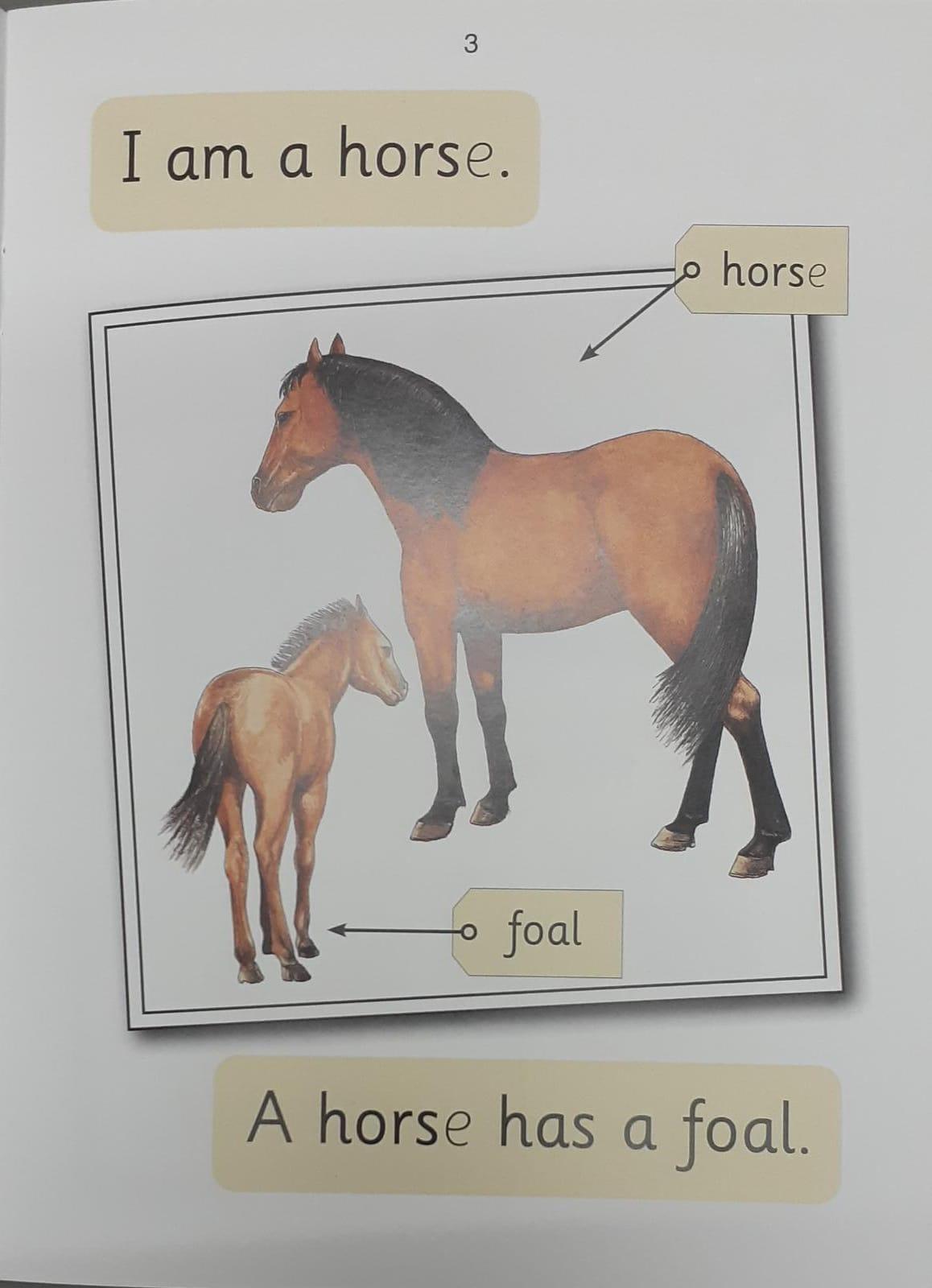 Jolly Phonics - A Dog Has Pups (Nonfiction) - Spectrawide Bookstore