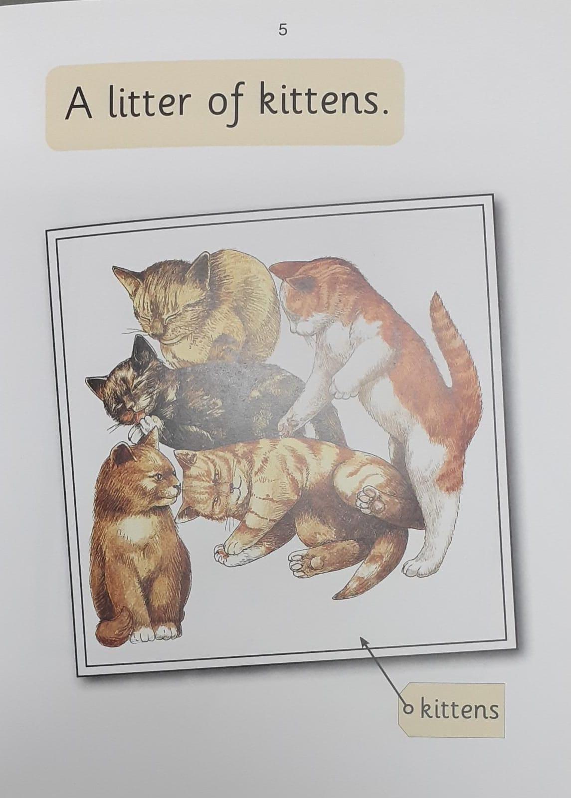 Jolly Phonics - A School of Fish (Nonfiction) - Spectrawide Bookstore