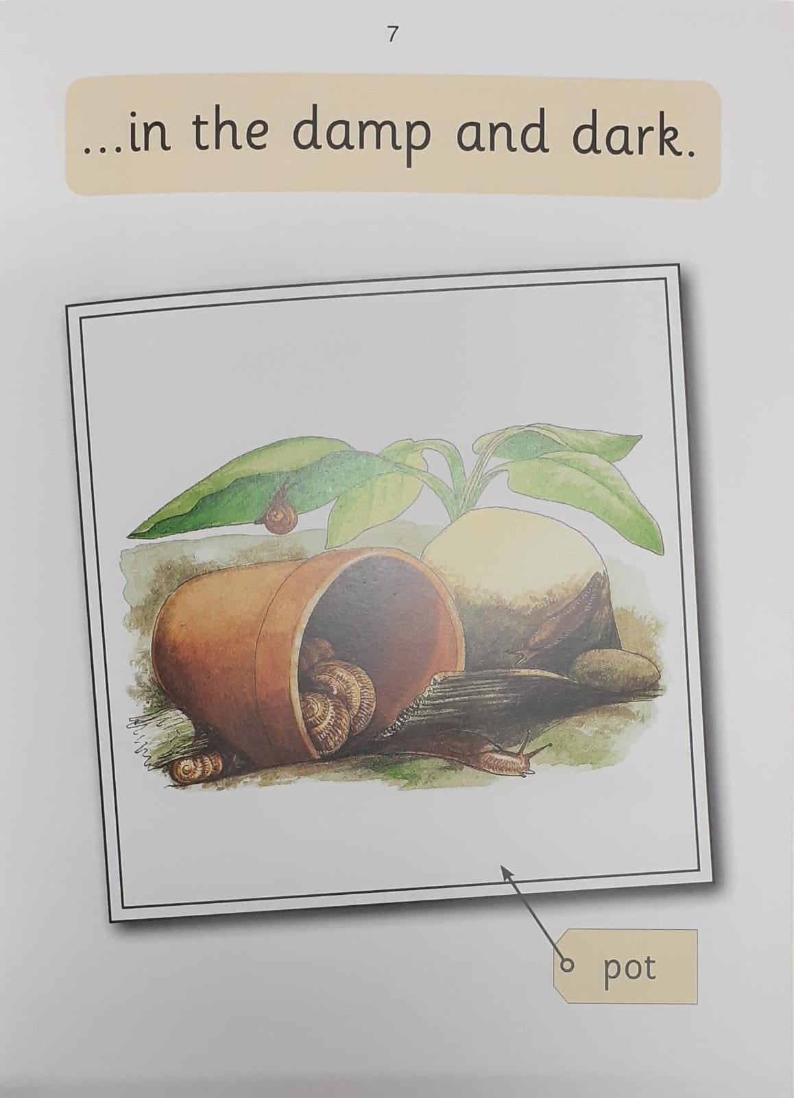 Jolly Phonics - Insects (Nonfiction) - Spectrawide Bookstore