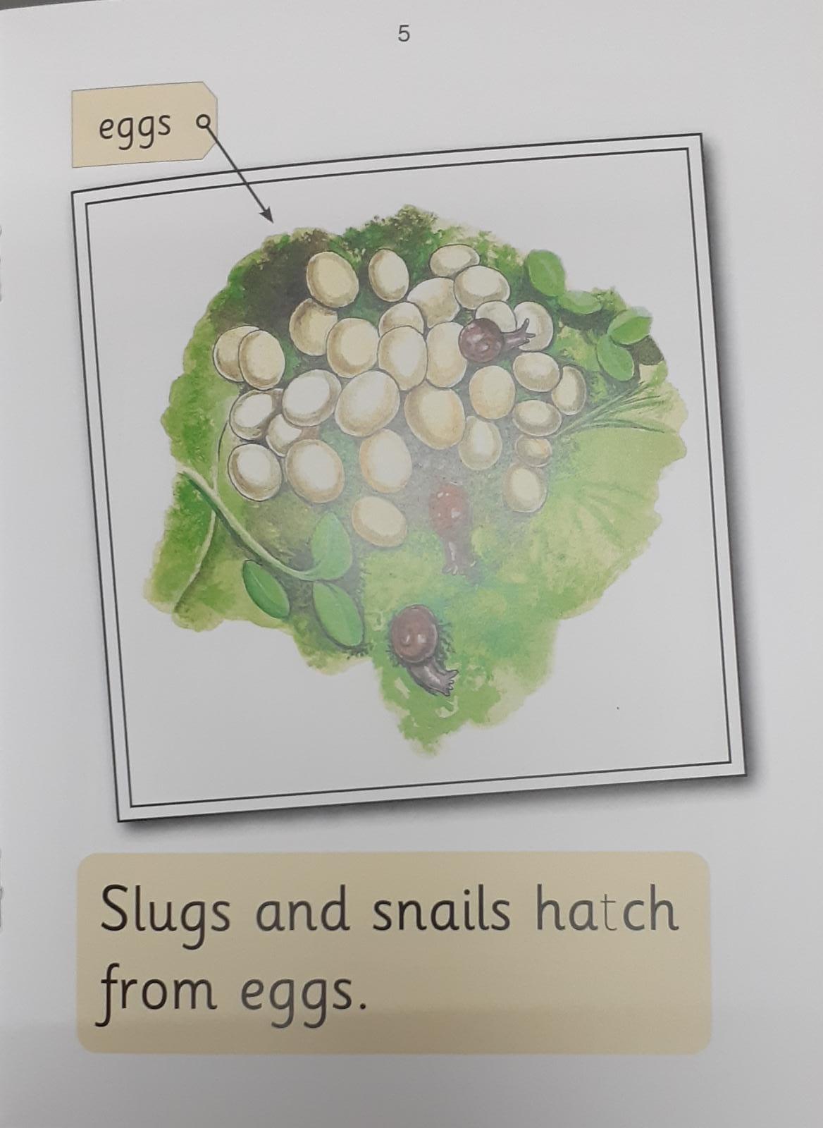 Jolly Phonics - Insects (Nonfiction) - Spectrawide Bookstore