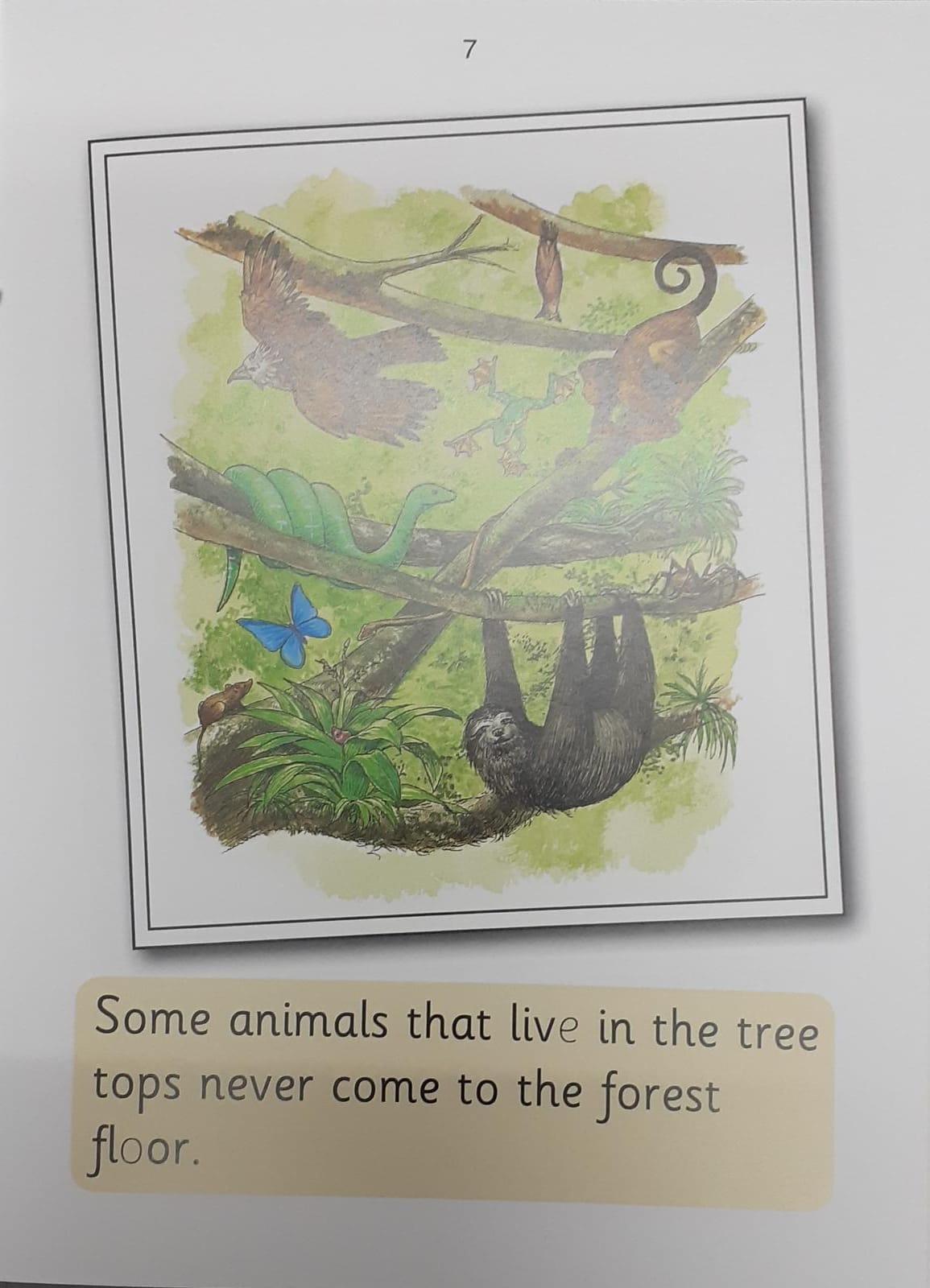 Jolly Phonics - Rainforest (Nonfiction) - Spectrawide Bookstore