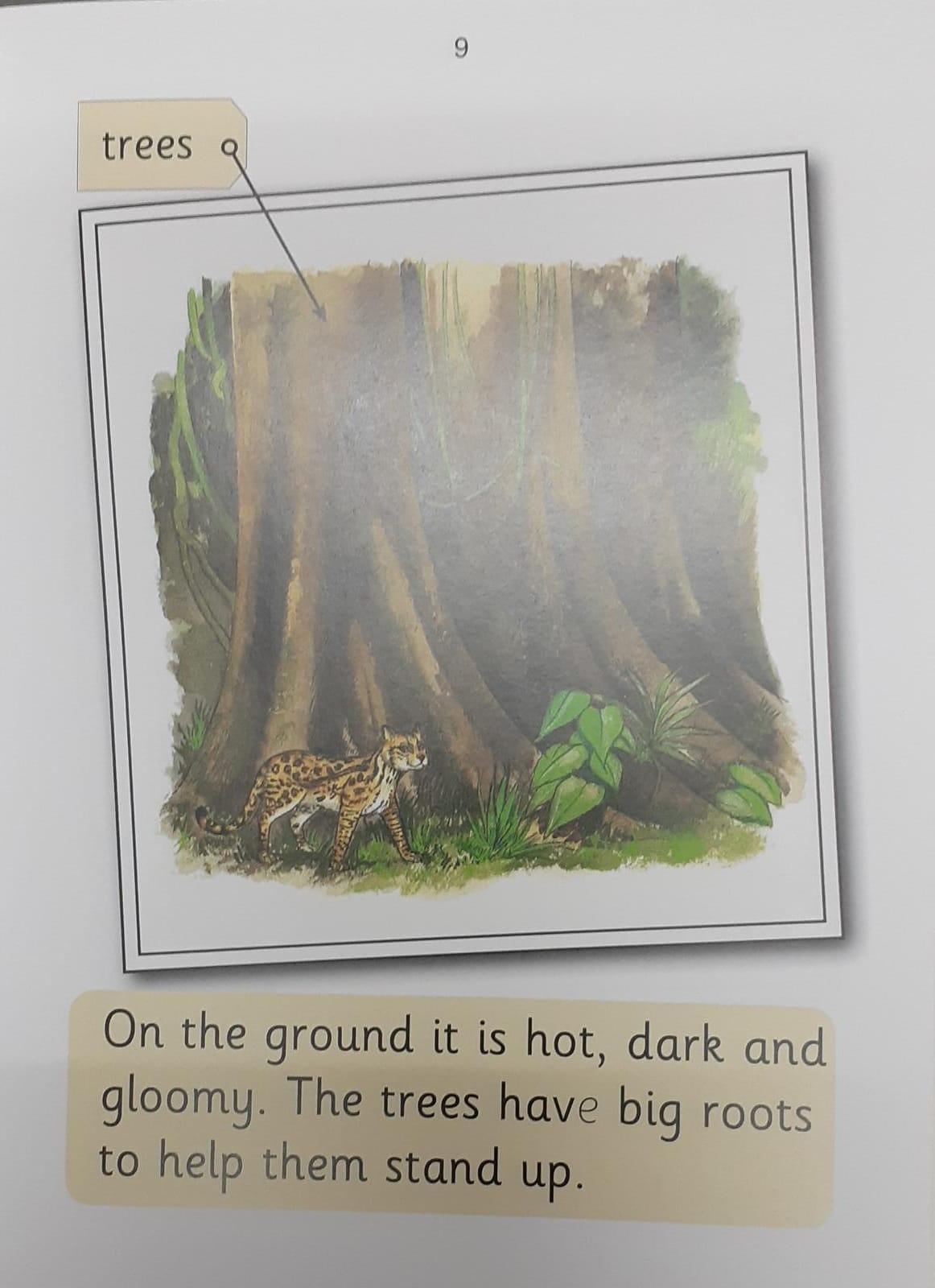 Jolly Phonics - Rainforest (Nonfiction) - Spectrawide Bookstore