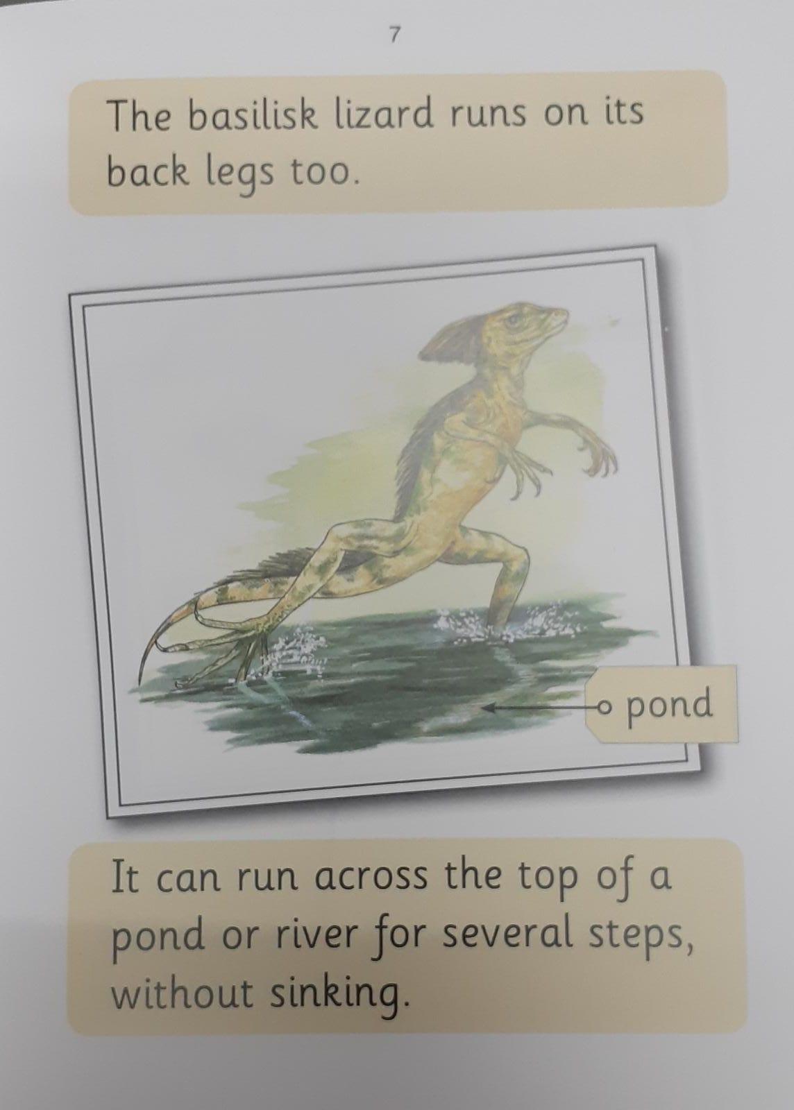 Jolly Phonics - Lizards (Nonfiction) - Spectrawide Bookstore