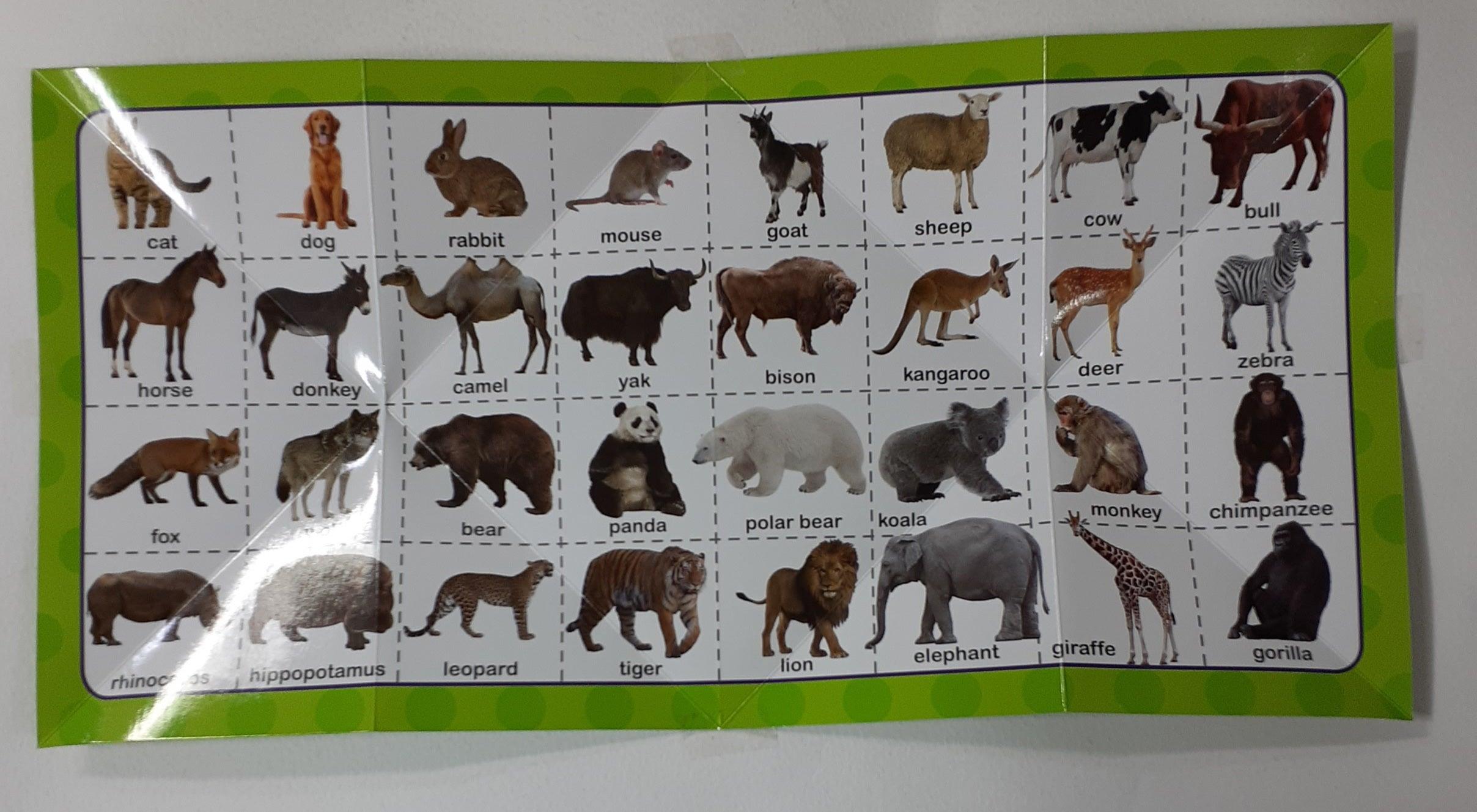 Animals - Fold Out - Learning the Fun Way - Spectrawide Bookstore