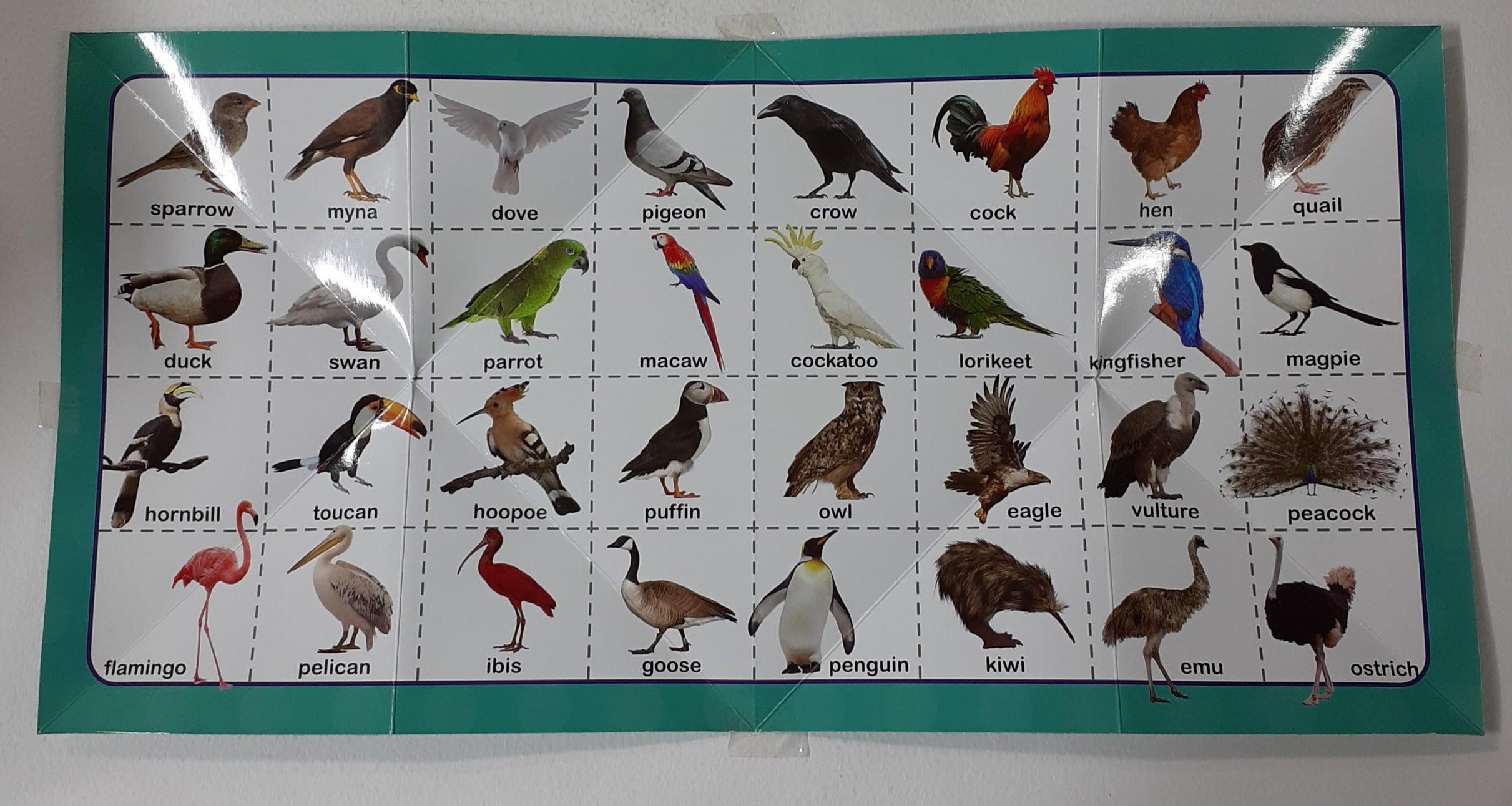 Birds - Fold Out - Learning the Fun Way - Spectrawide Bookstore