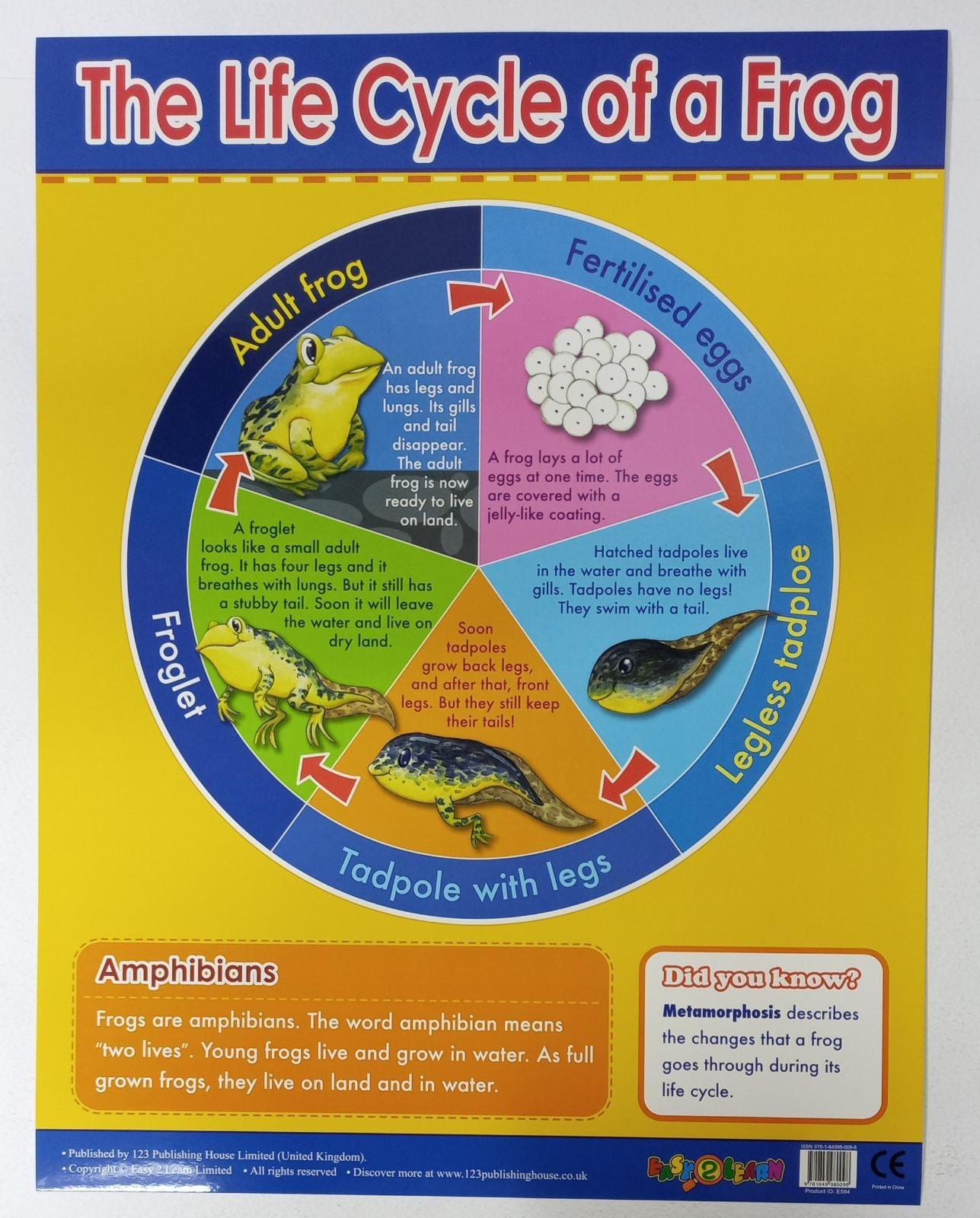 Charts - The Life Cycle of a Frog Chart