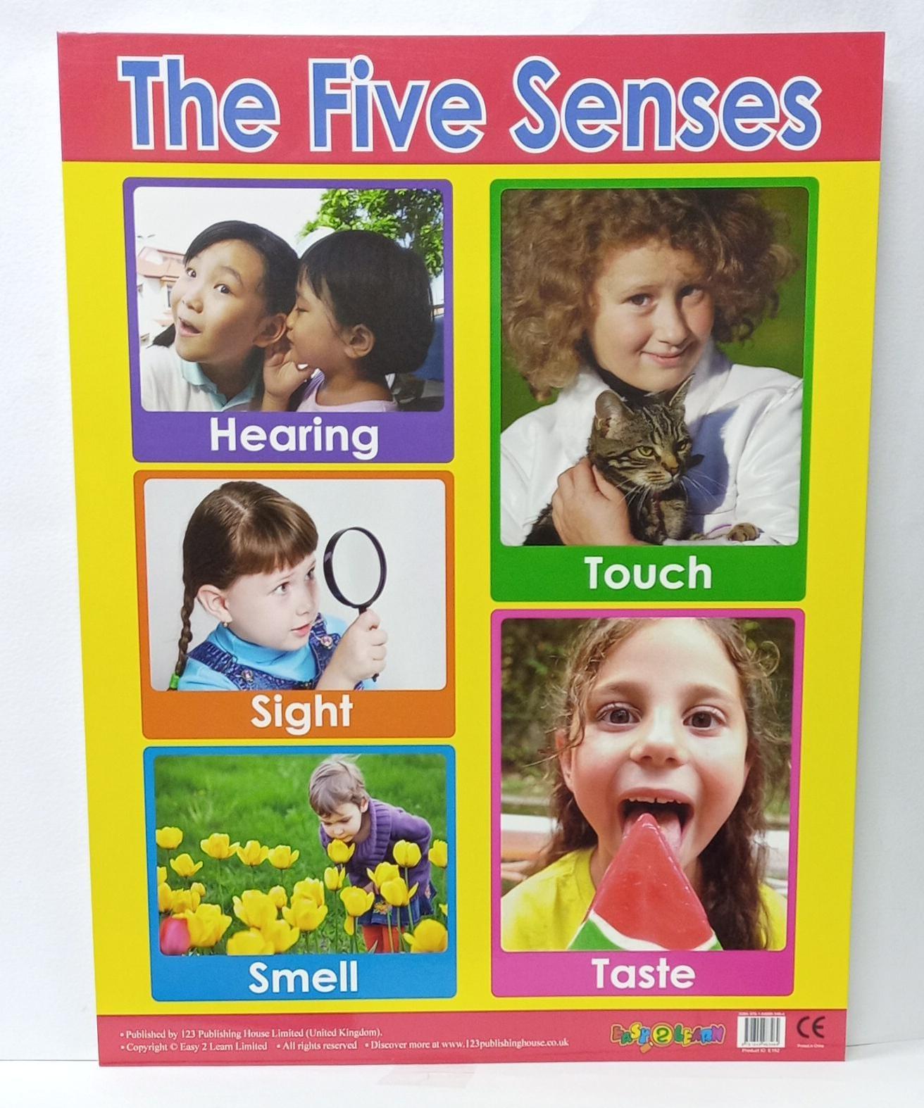 Charts - The Five Senses Chart - Spectrawide Bookstore